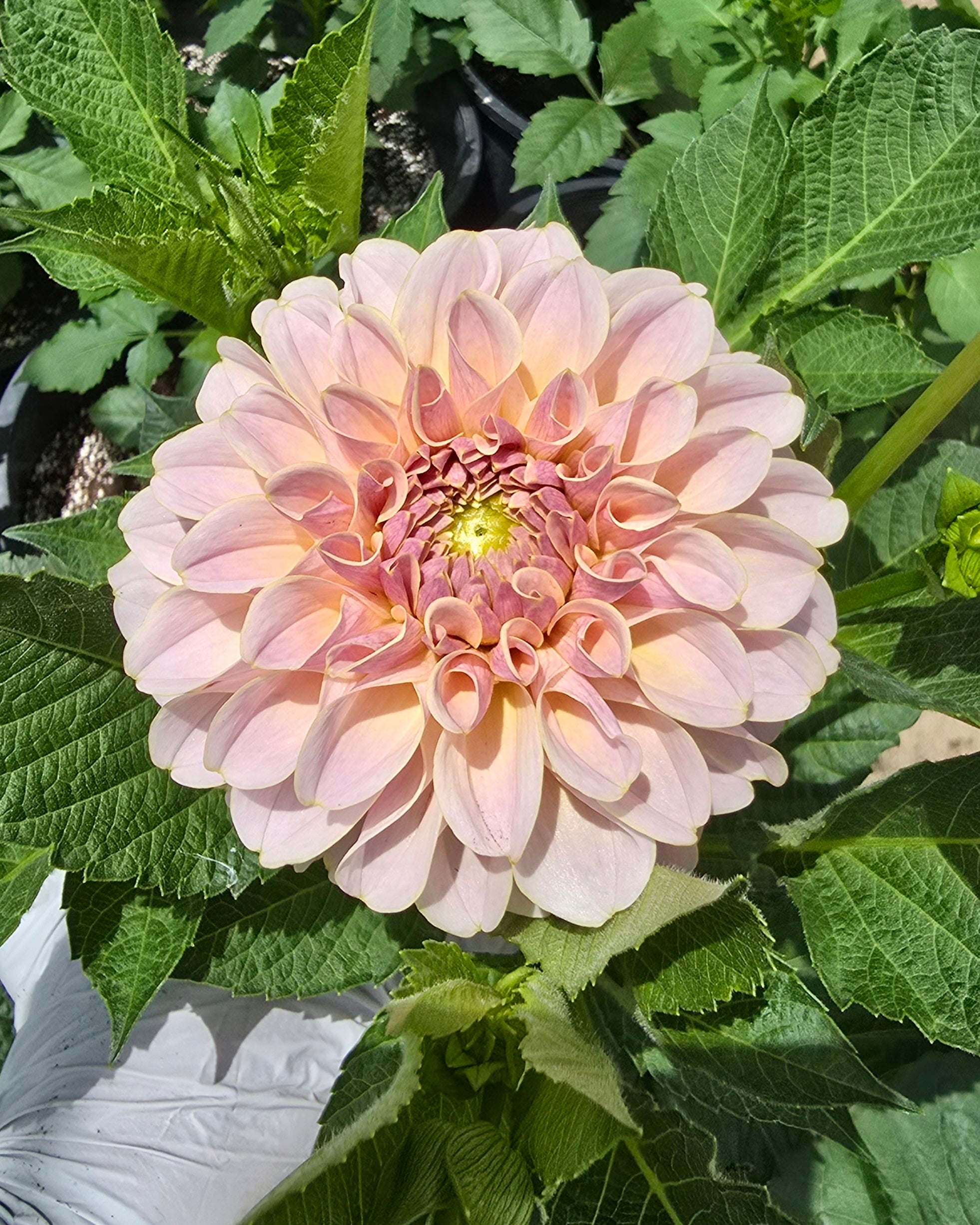 Cinder Rose - Cutting