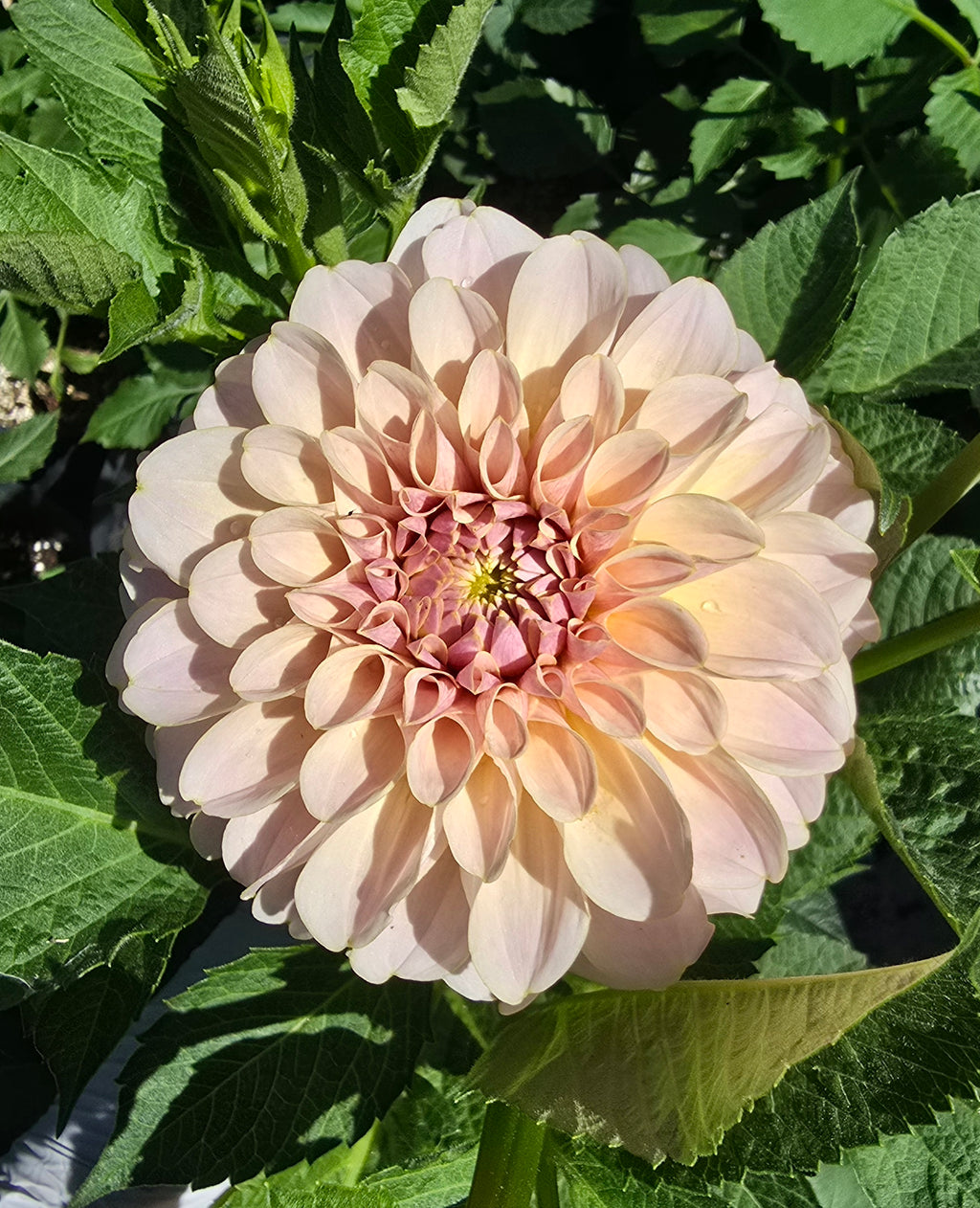 Cinder Rose - Cutting