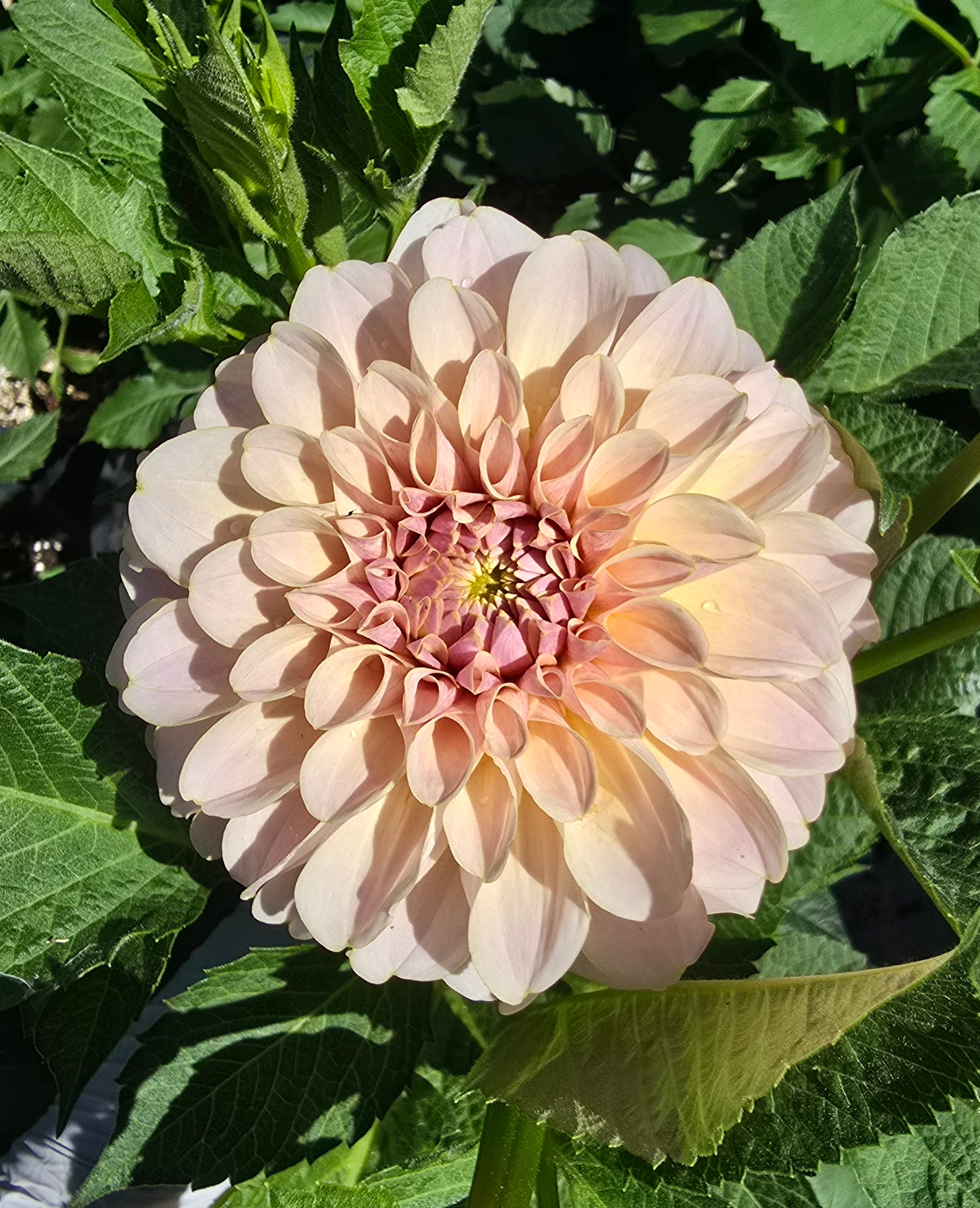 Cinder Rose - Cutting