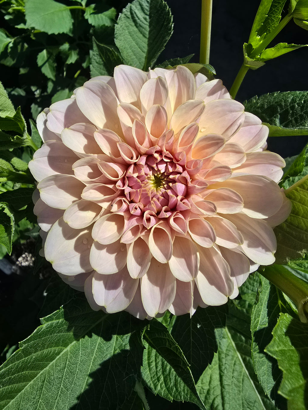 Cinder Rose - Cutting