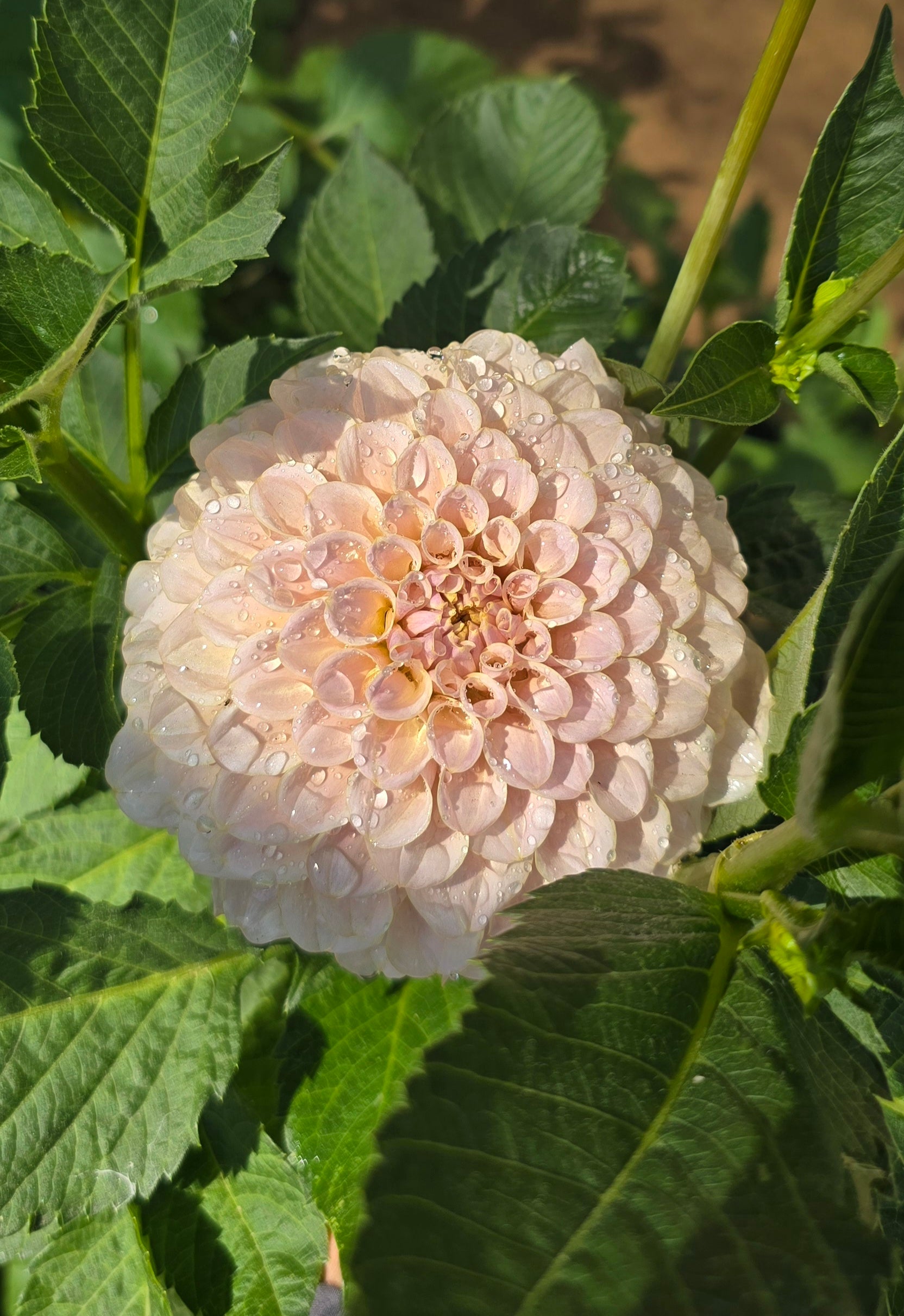 Cinder Rose - Cutting