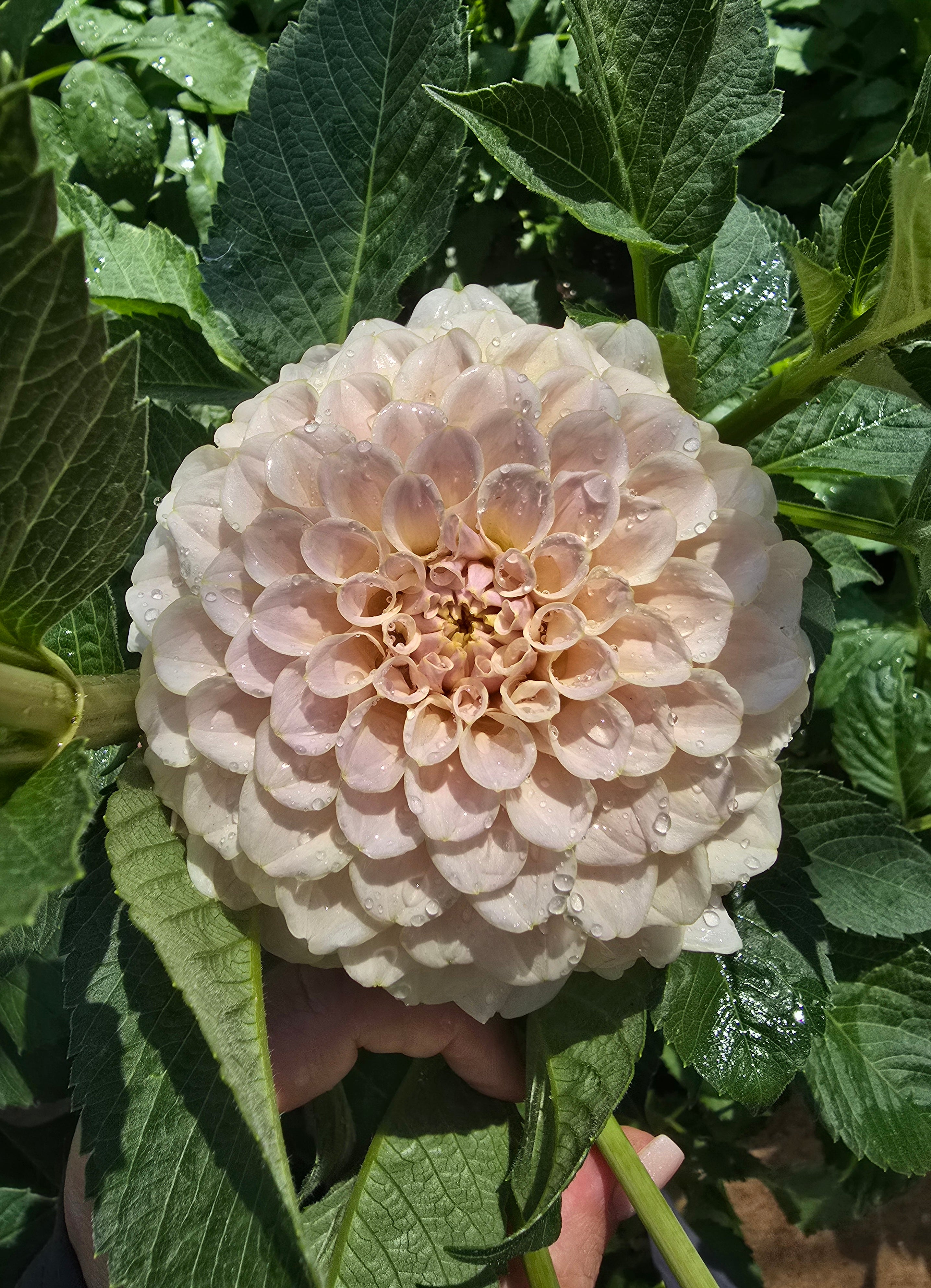 Cinder Rose - Cutting