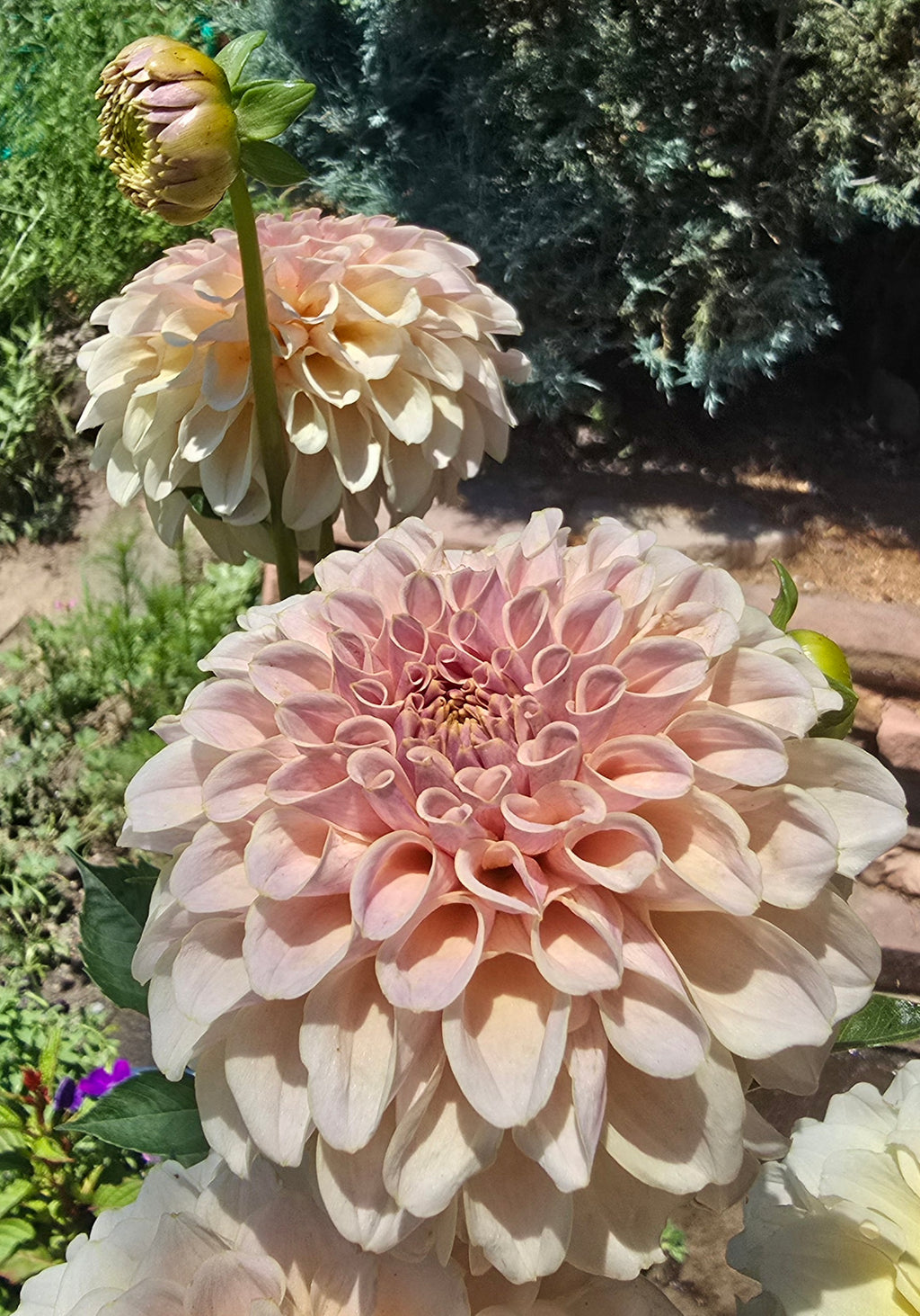 Cinder Rose - Cutting