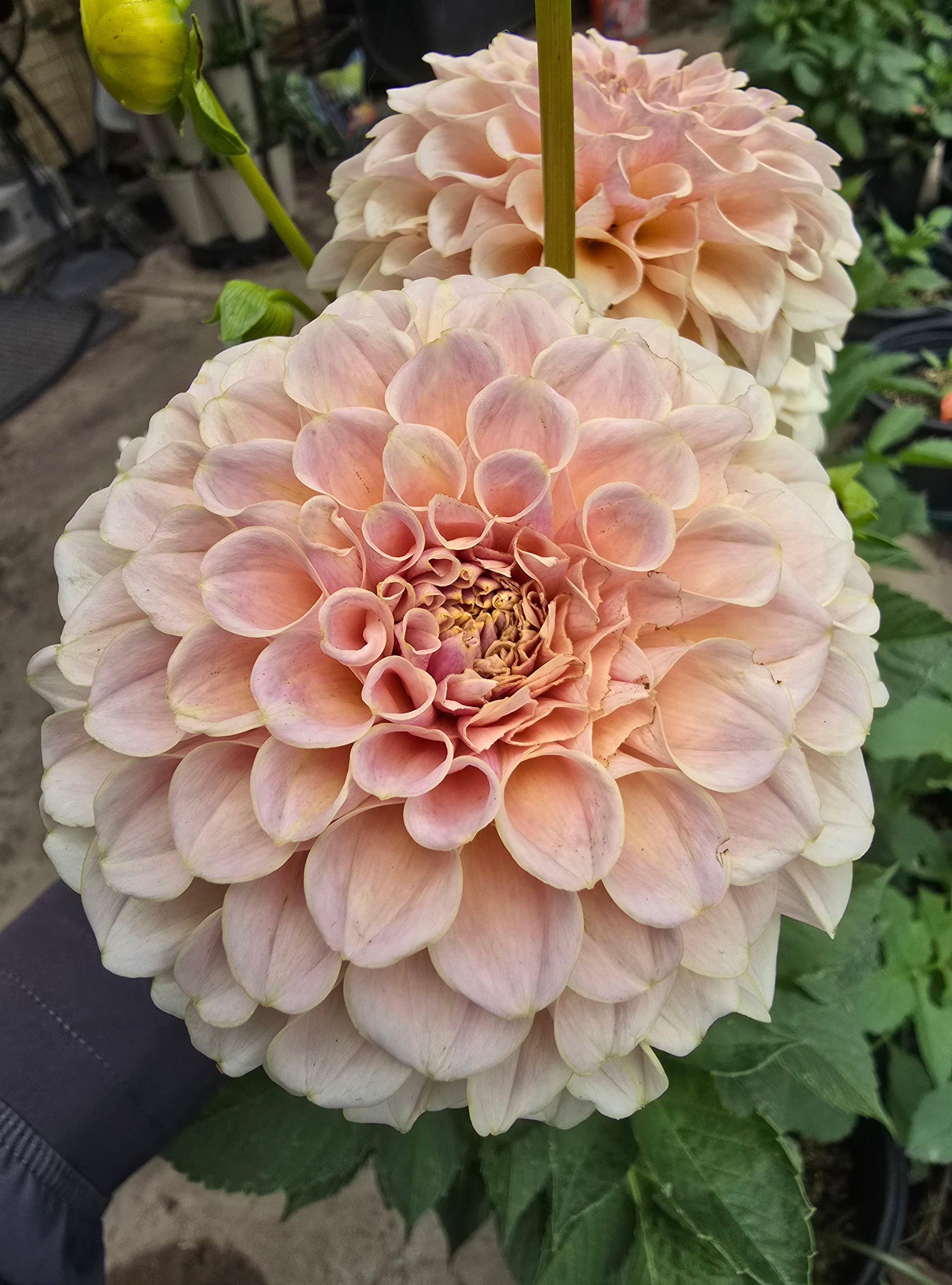 Cinder Rose - Cutting