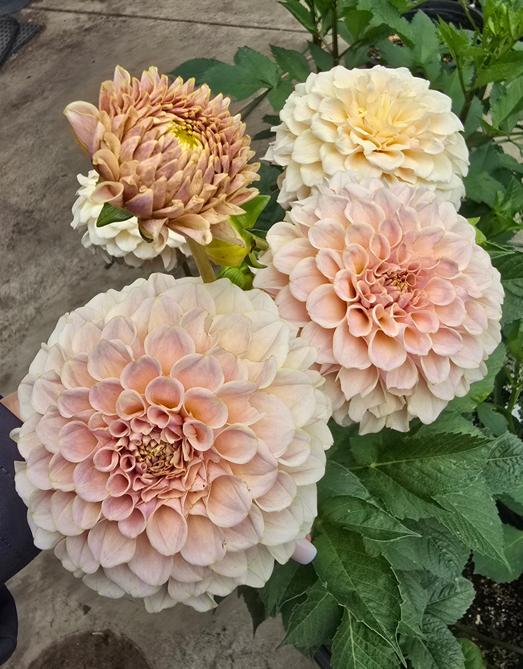Cinder Rose - Cutting