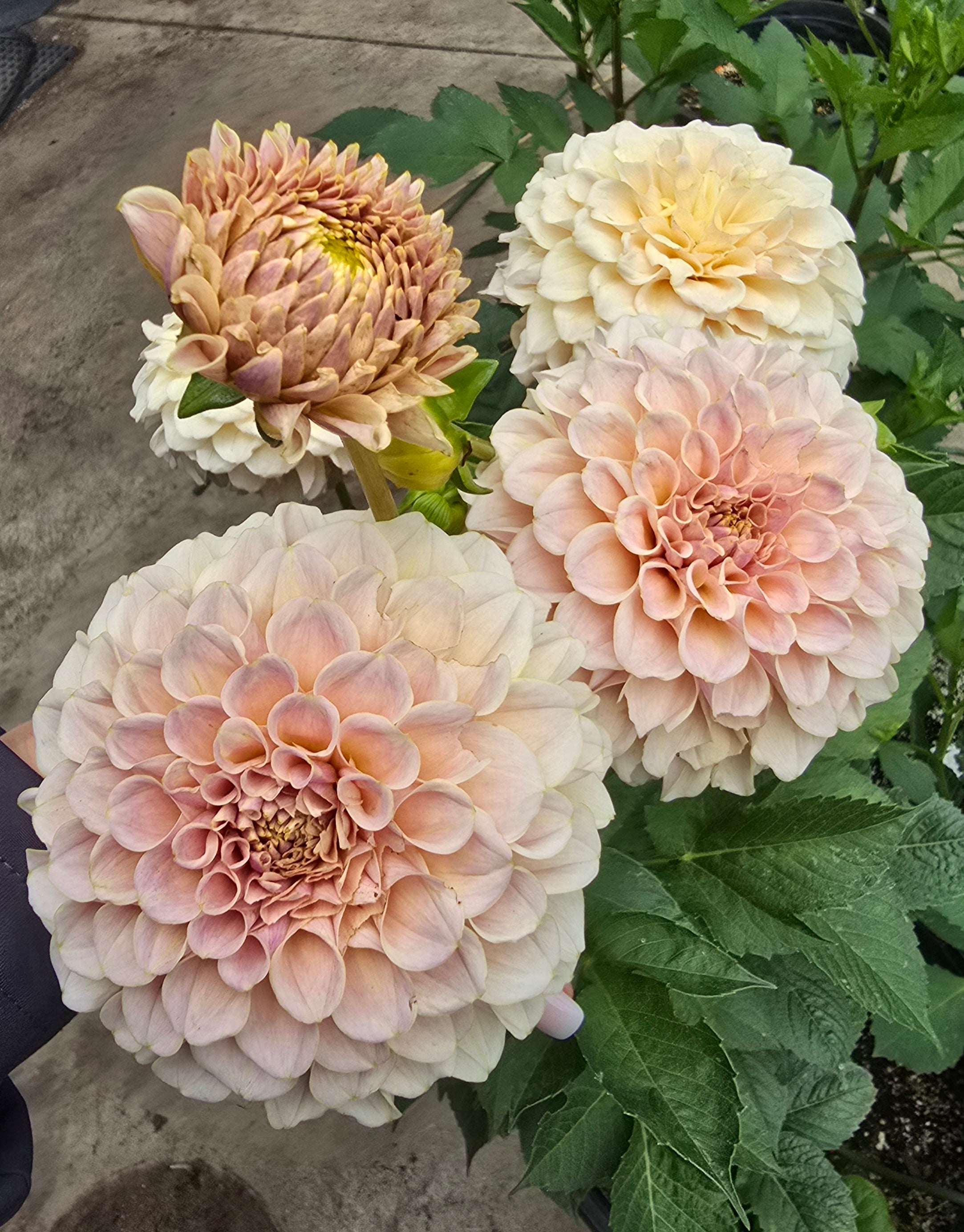 Cinder Rose - Cutting
