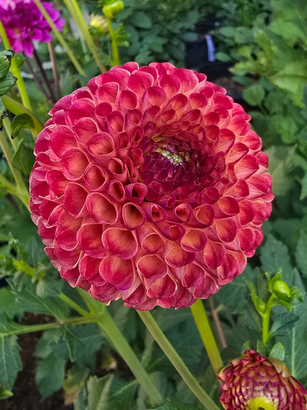 Rosemary Dawn - Tuber