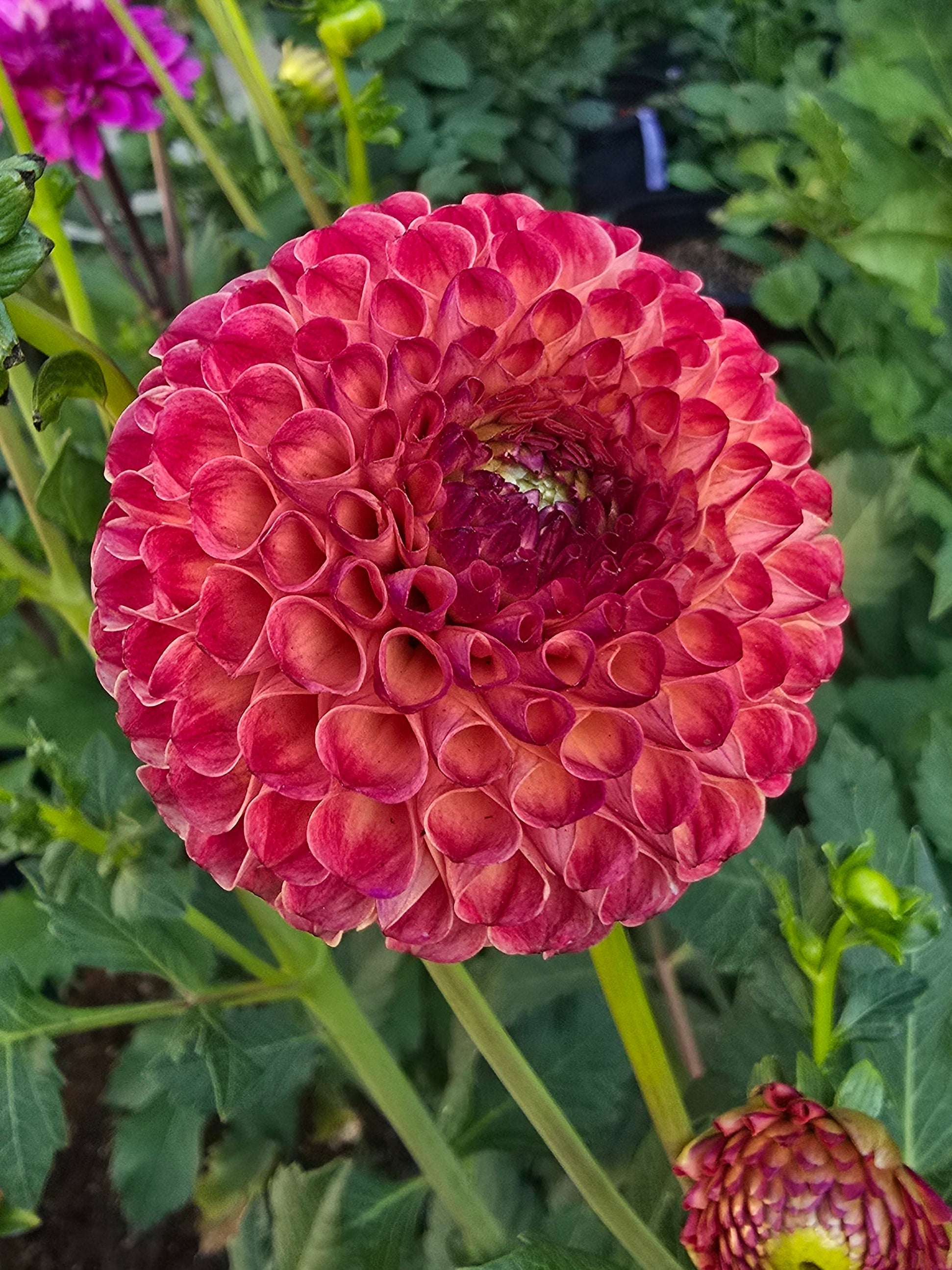 Rosemary Dawn - Tuber