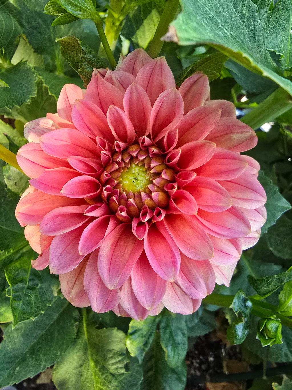 Guava - Tuber