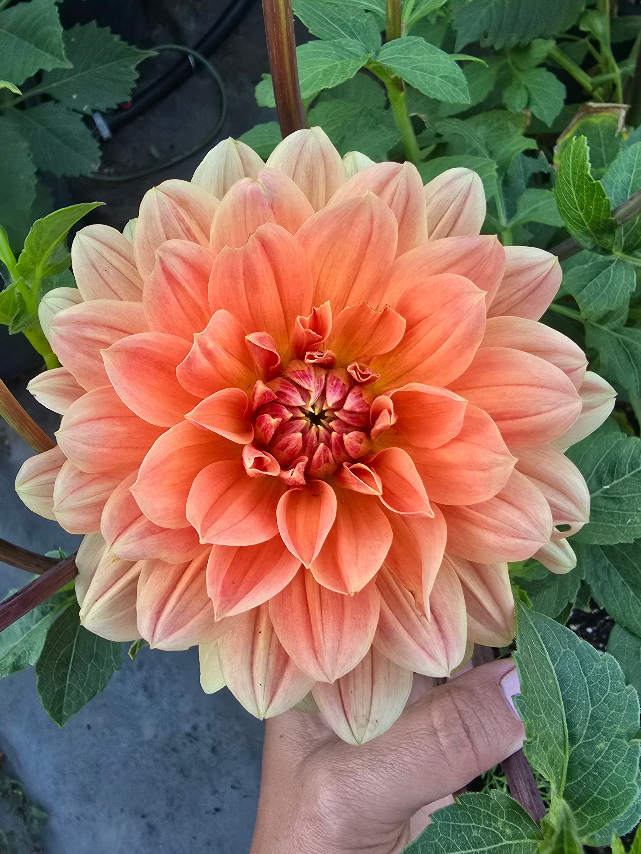 Yvonne - Tuber