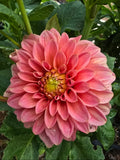 Guava - Tuber