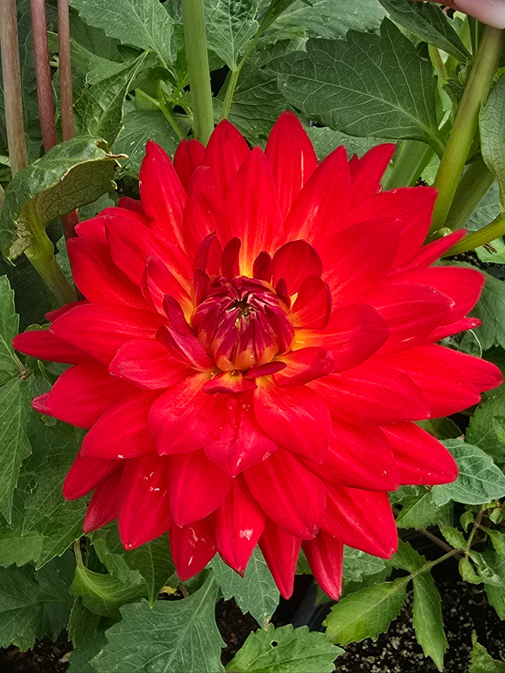 Taratahi Ruby - Tuber