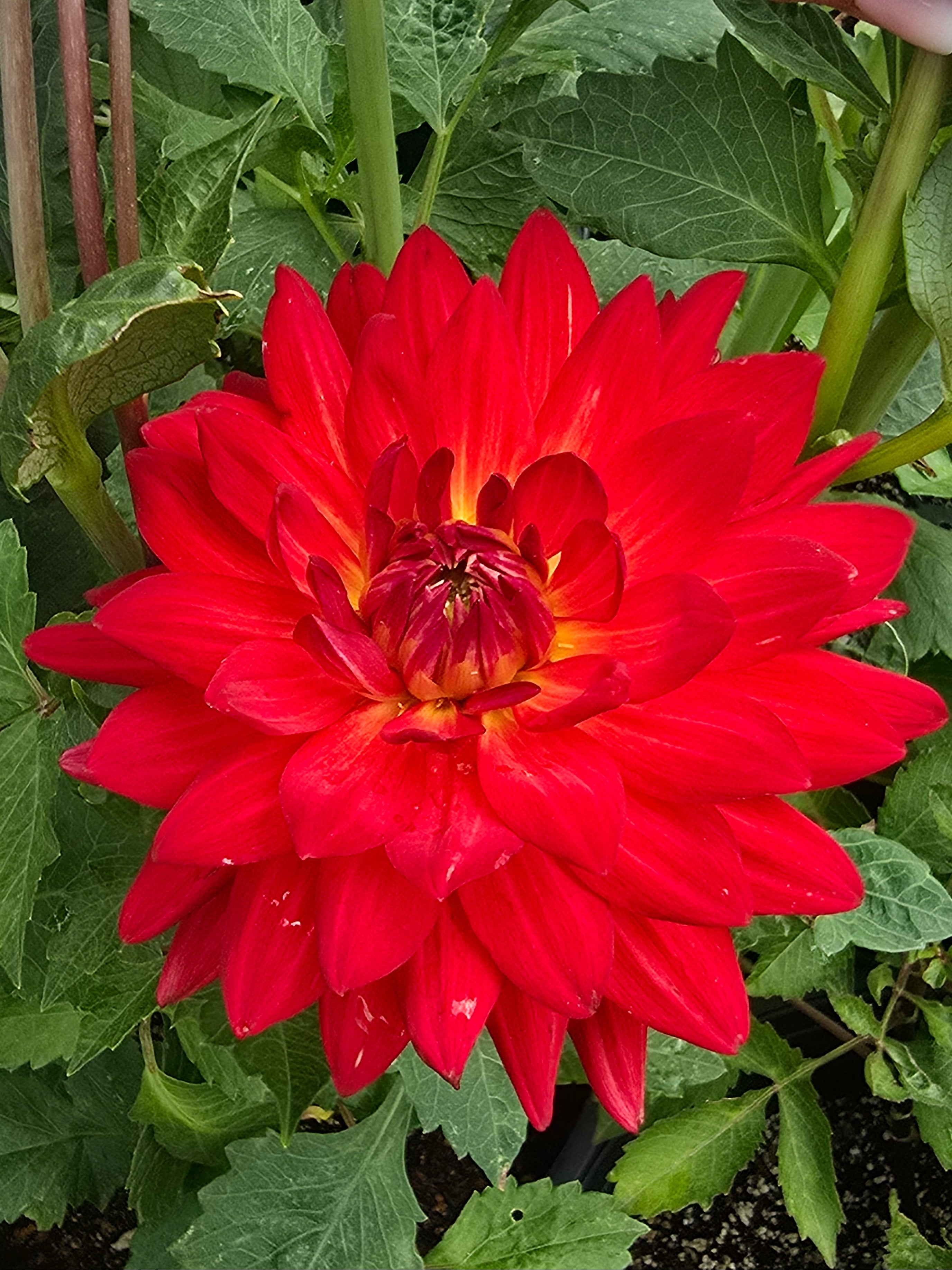 Taratahi Ruby - Tuber