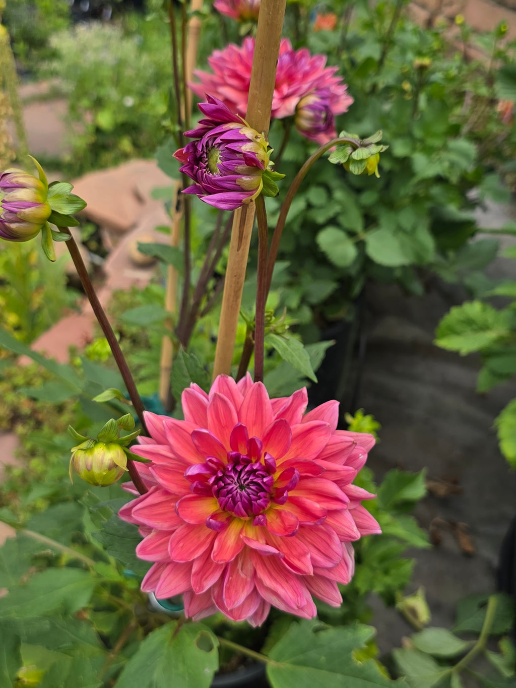 Dutch Pearl - Tuber