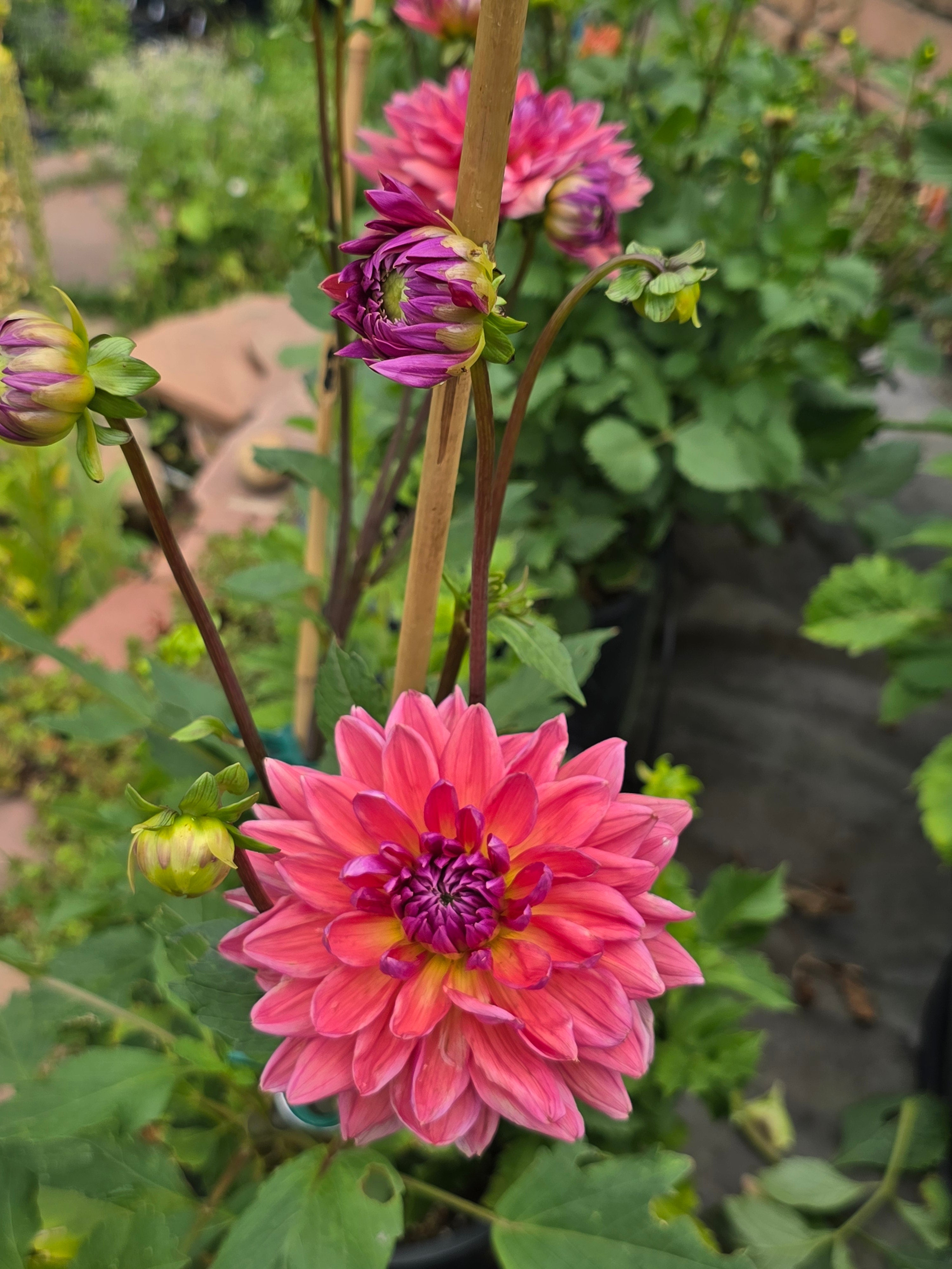 Dutch Pearl - Tuber