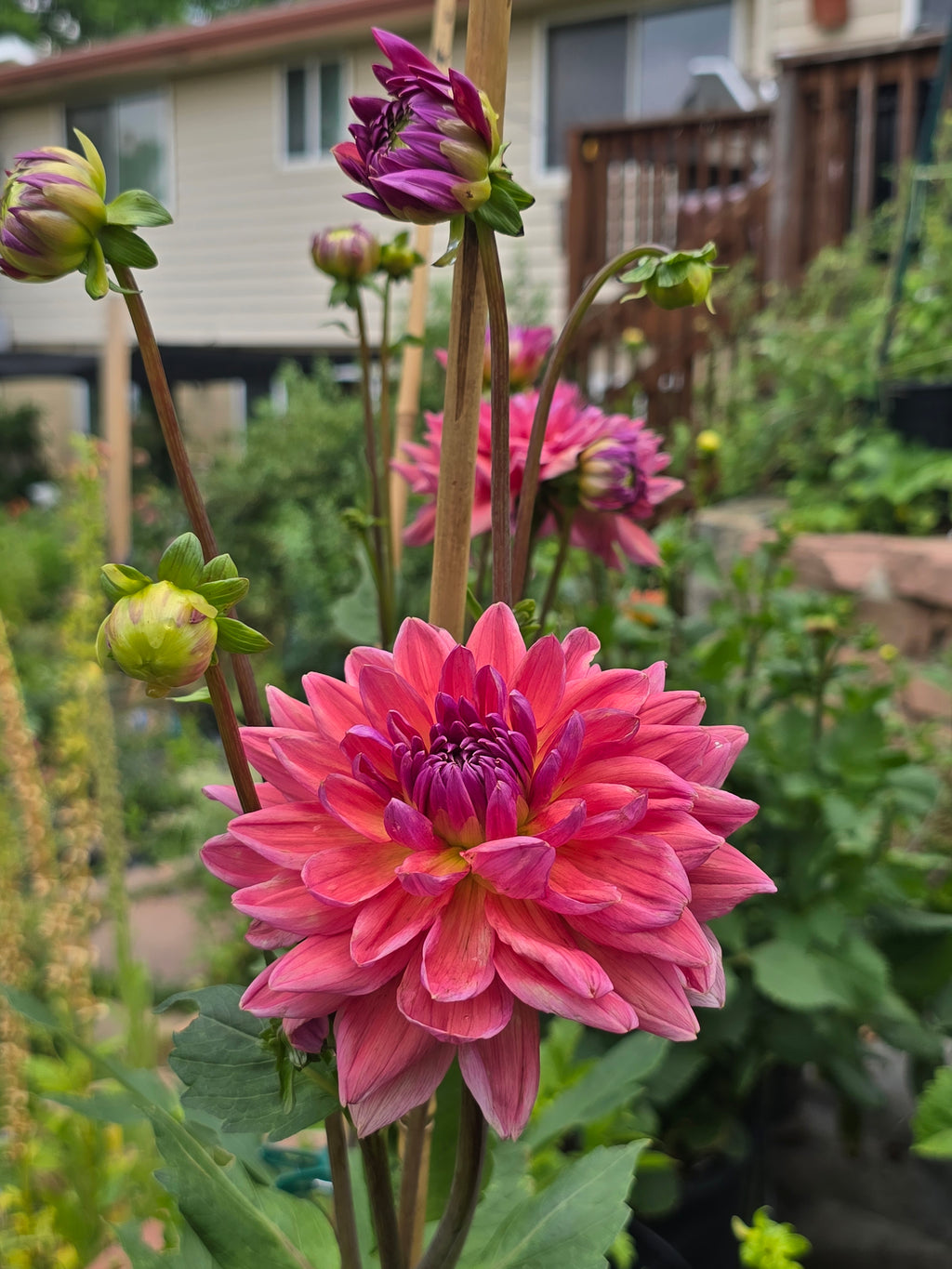 Dutch Pearl - Tuber