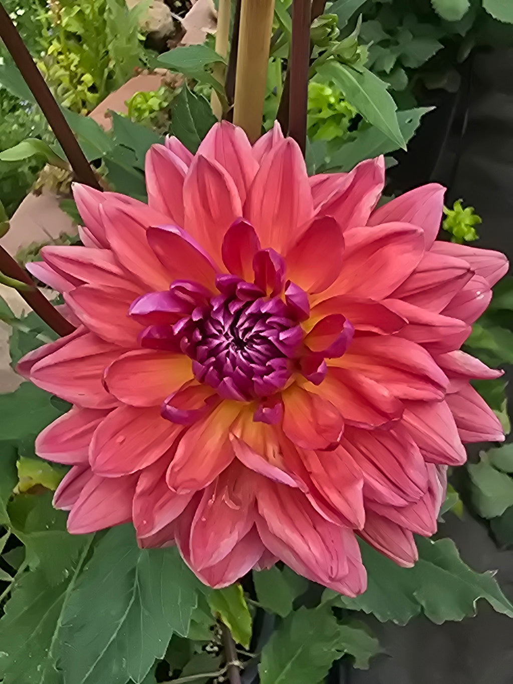 Dutch Pearl - Tuber