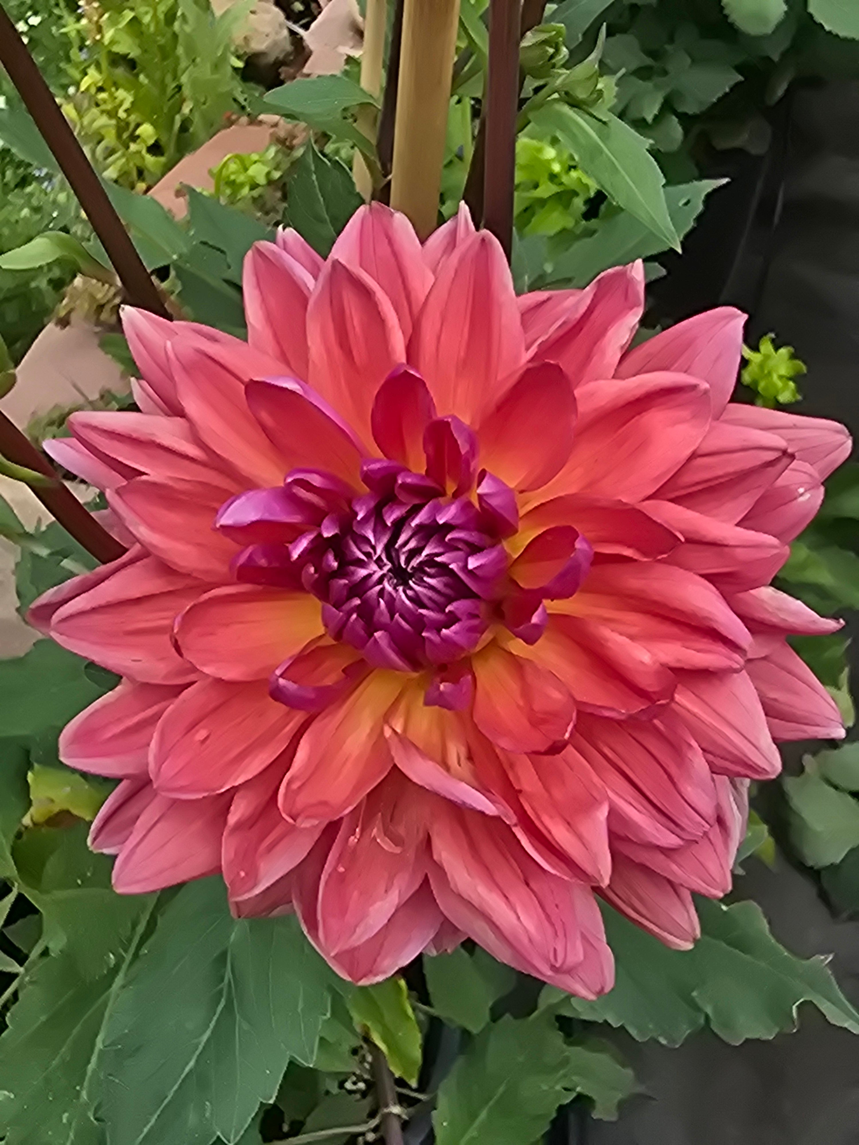 Dutch Pearl - Tuber