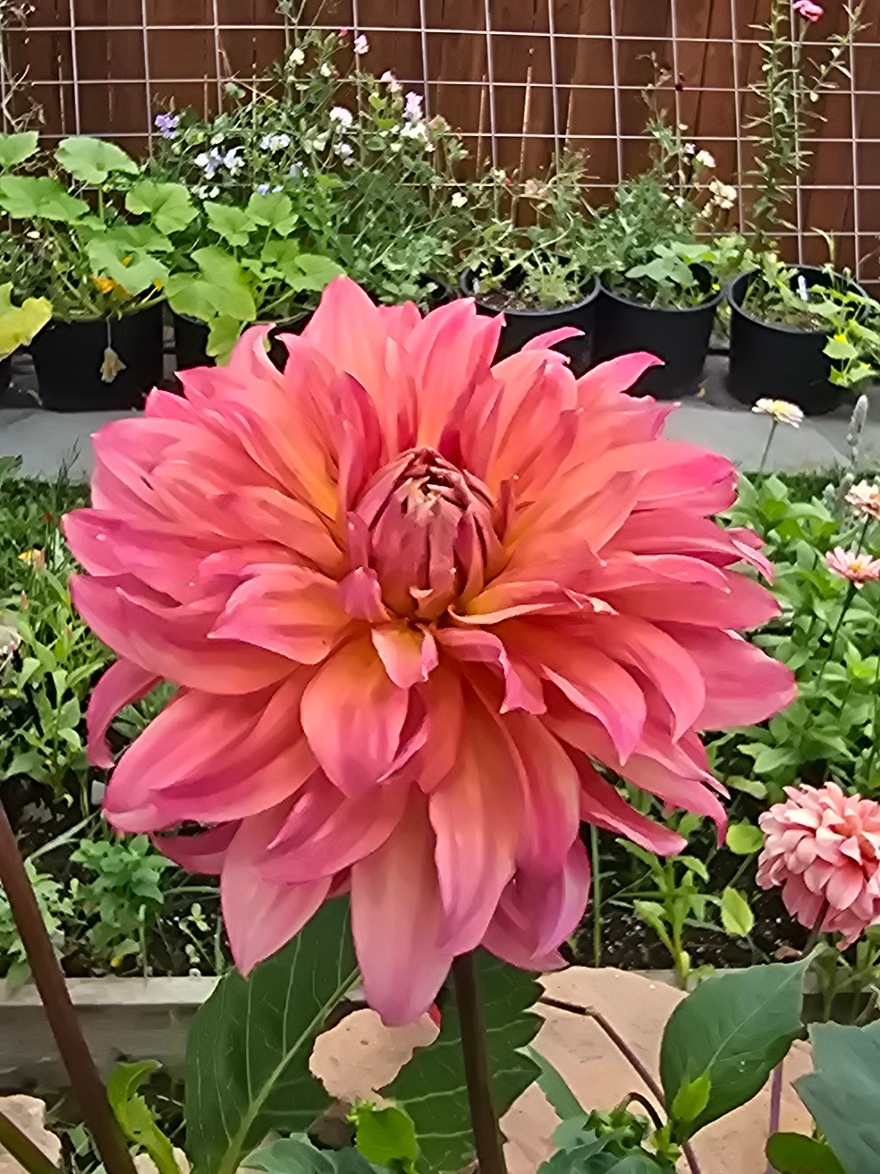 Sandia Ruthie - Tuber