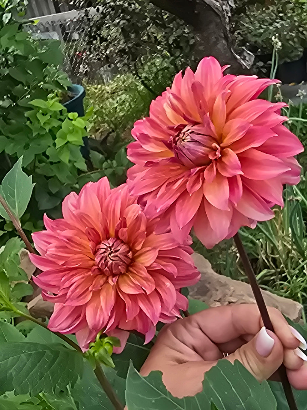 Sandia Ruthie - Tuber