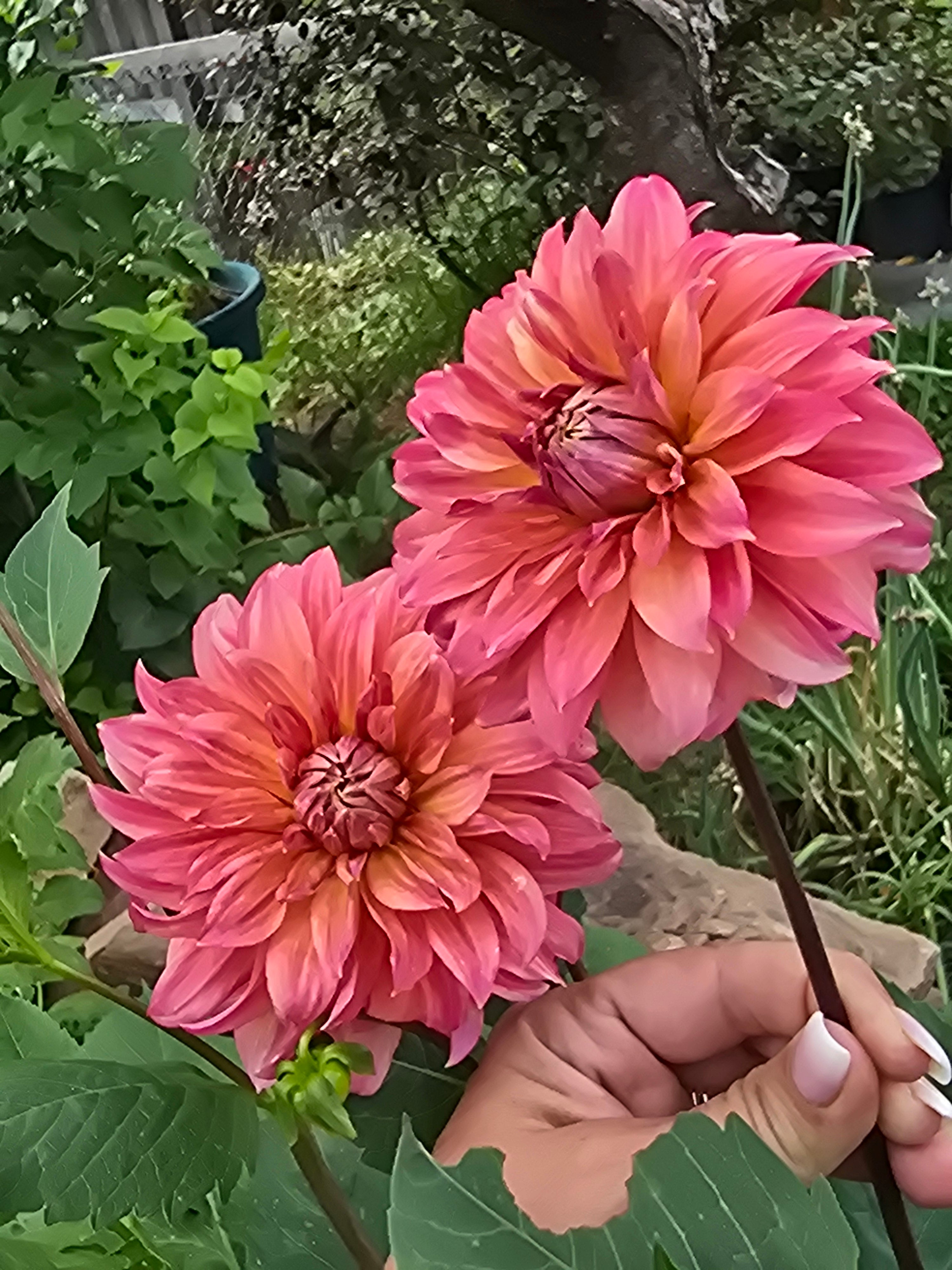 Sandia Ruthie - Tuber