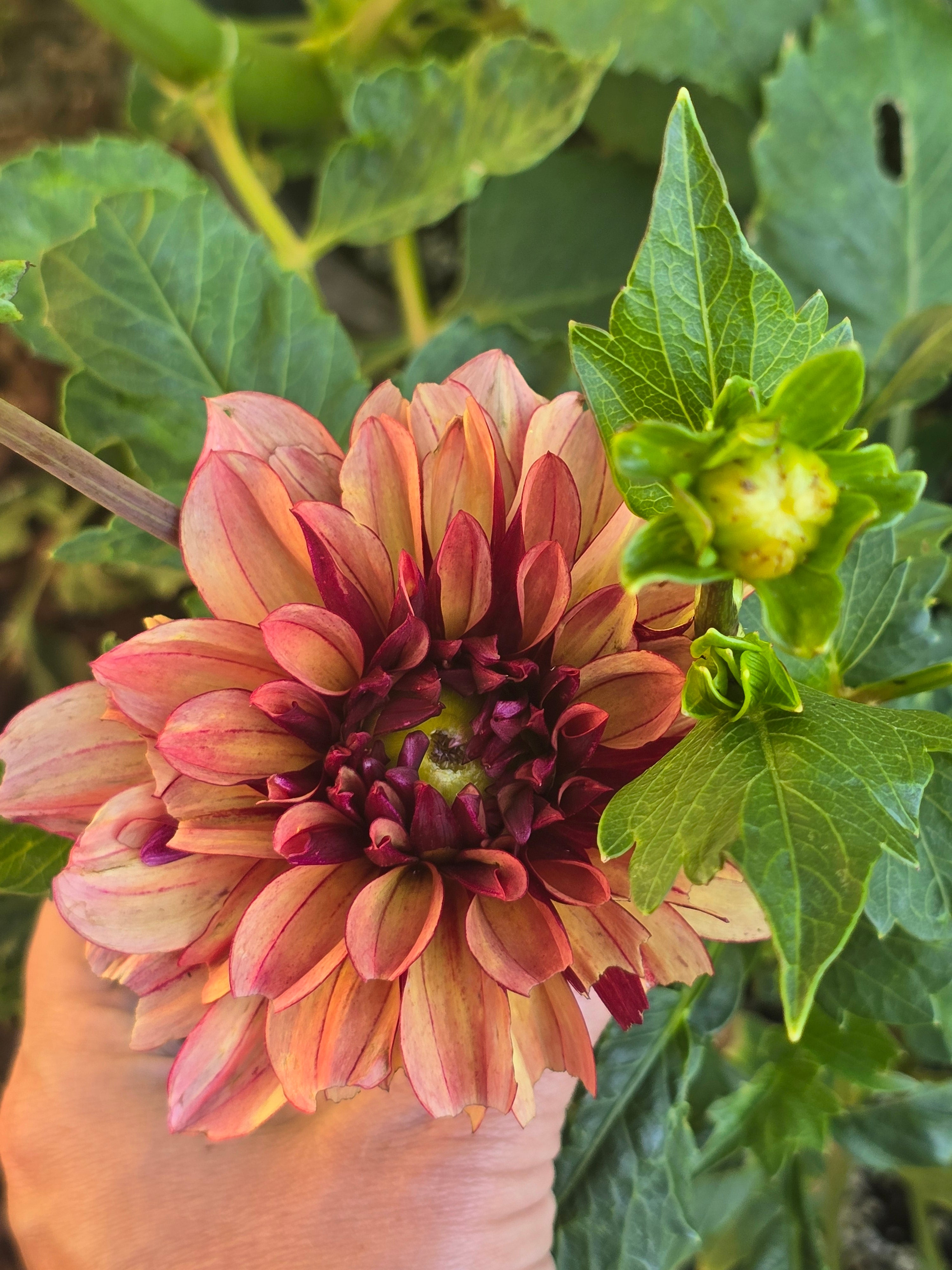 Creme de Cognac - Tuber