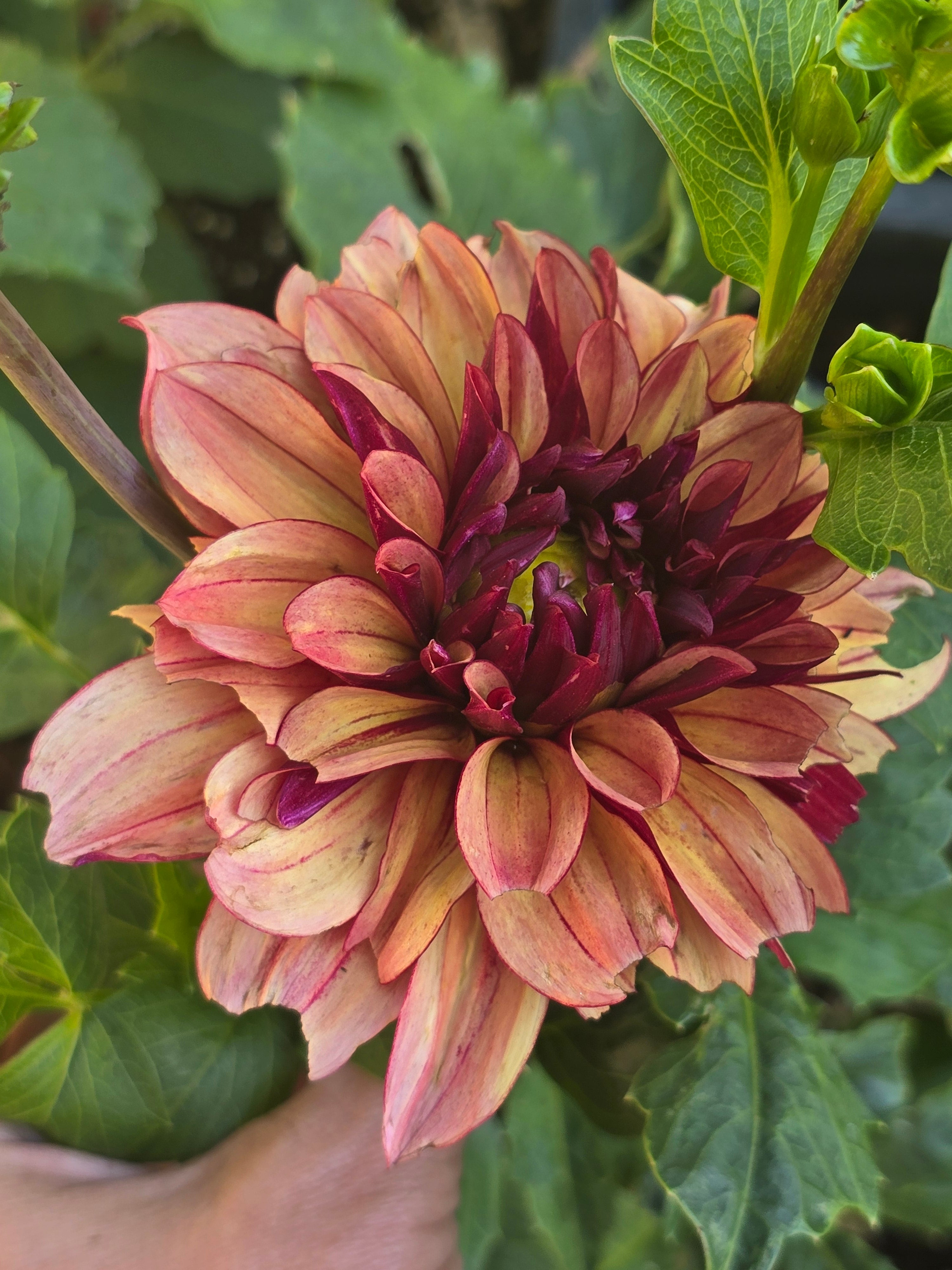 Creme de Cognac - Tuber