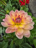 Sandia Bliss - Tuber