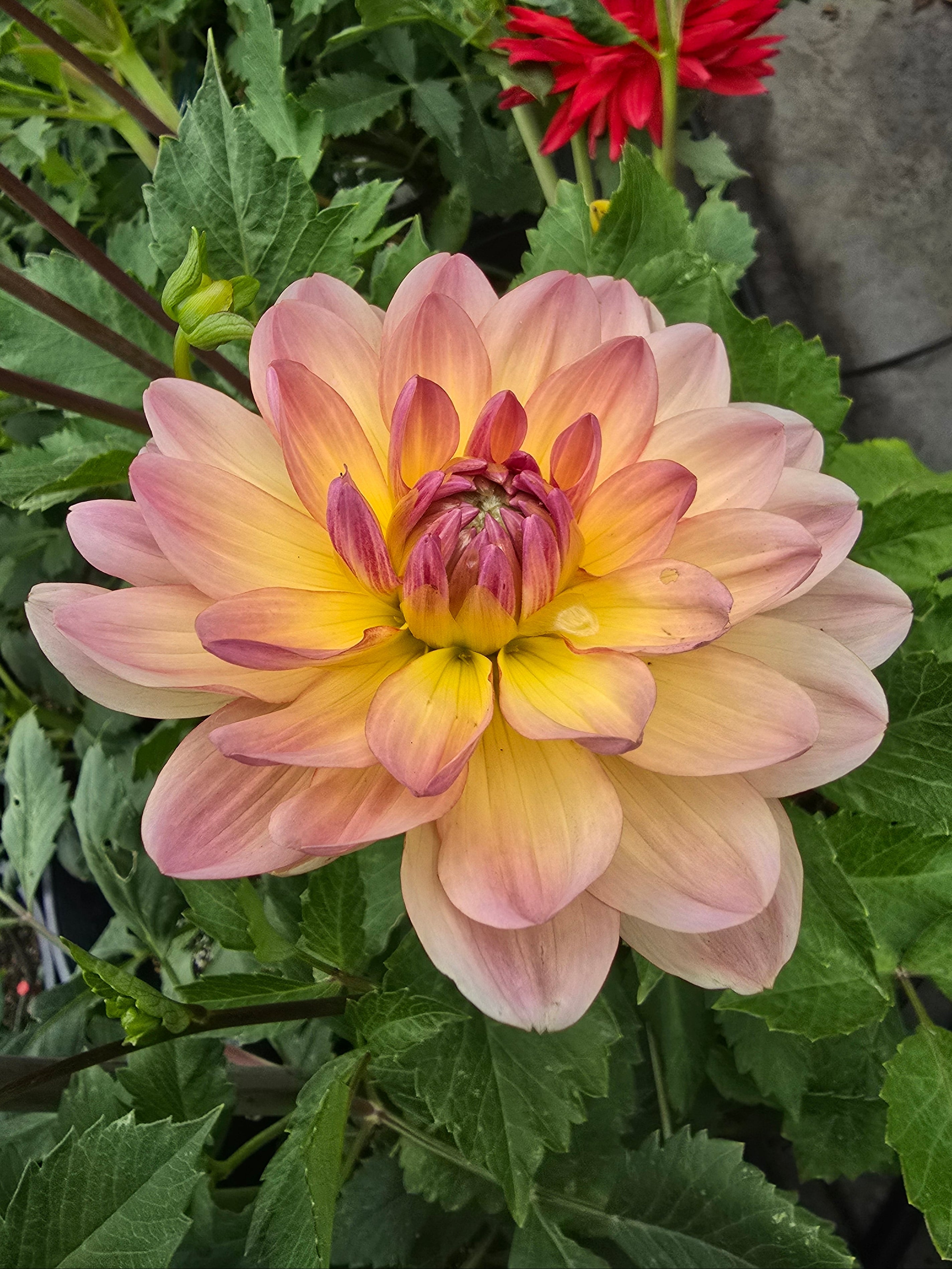 Sandia Bliss - Tuber