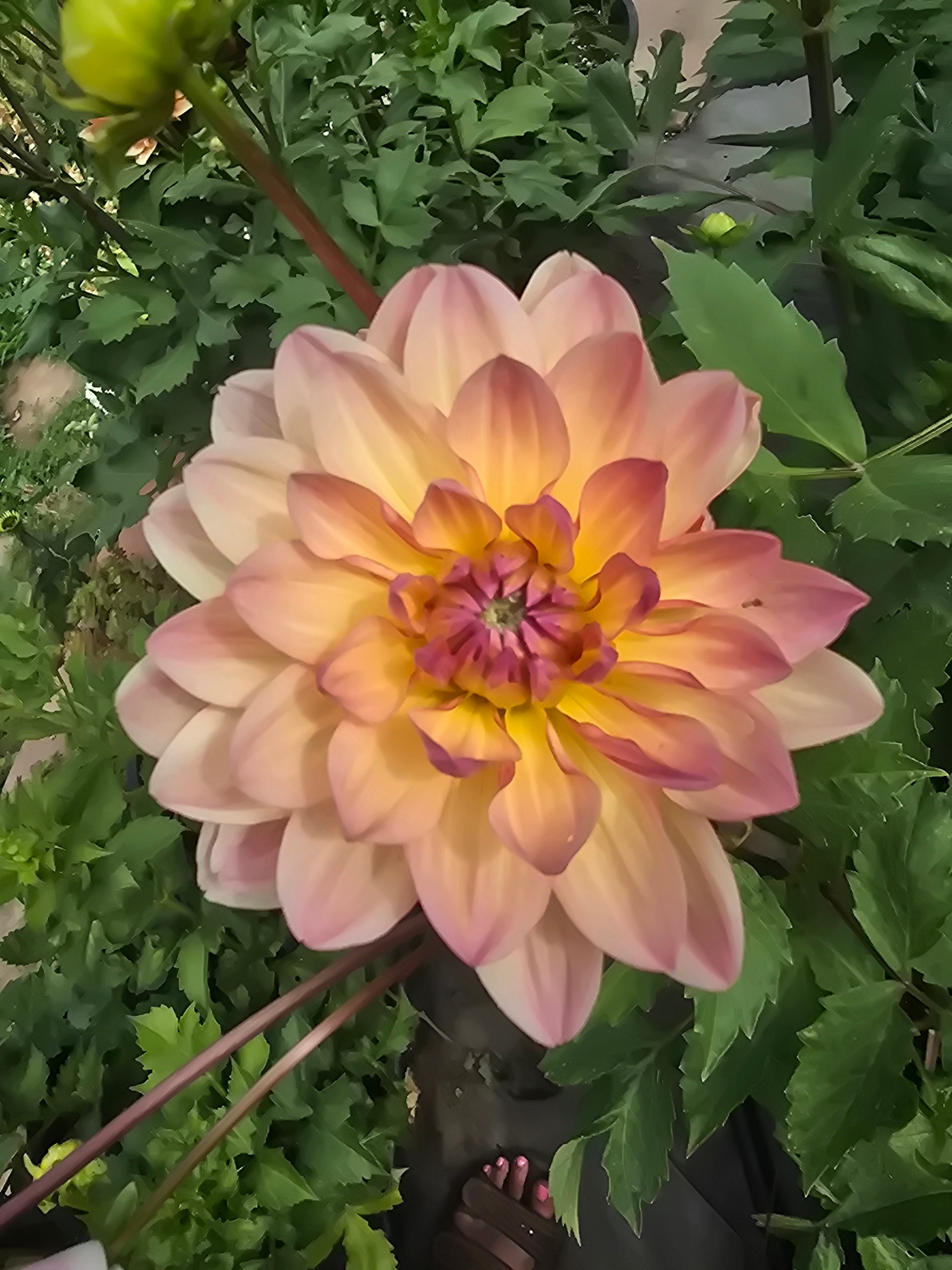 Sandia Bliss - Tuber