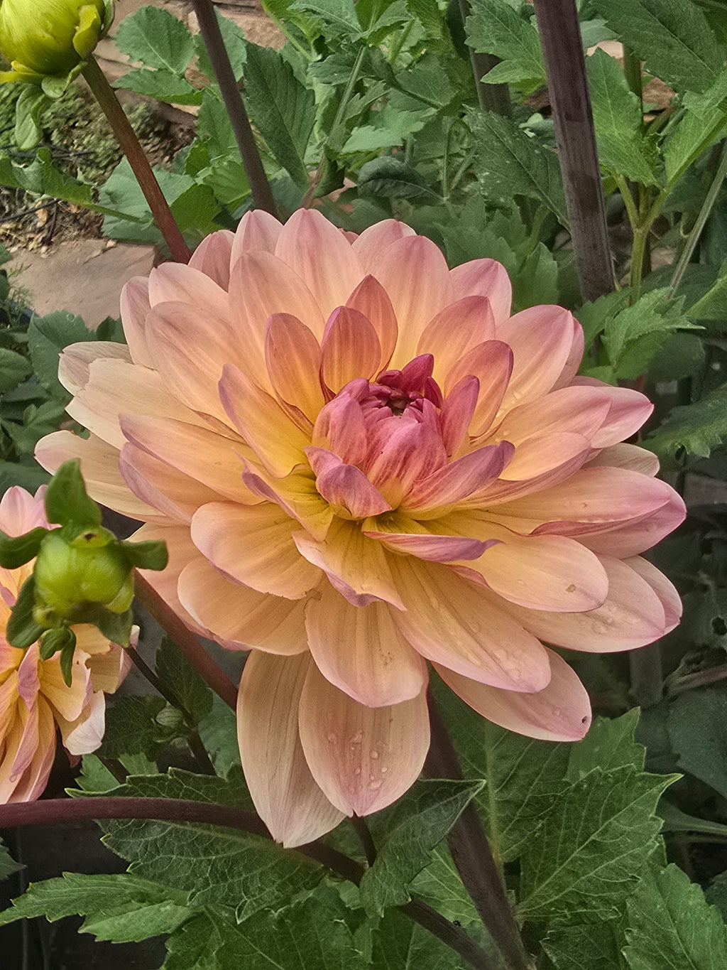 Sandia Bliss - Tuber