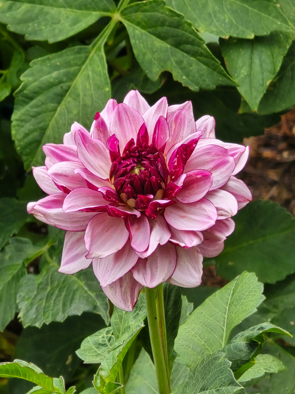 Creme De Cassis - Tuber