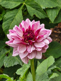 Creme De Cassis - Tuber