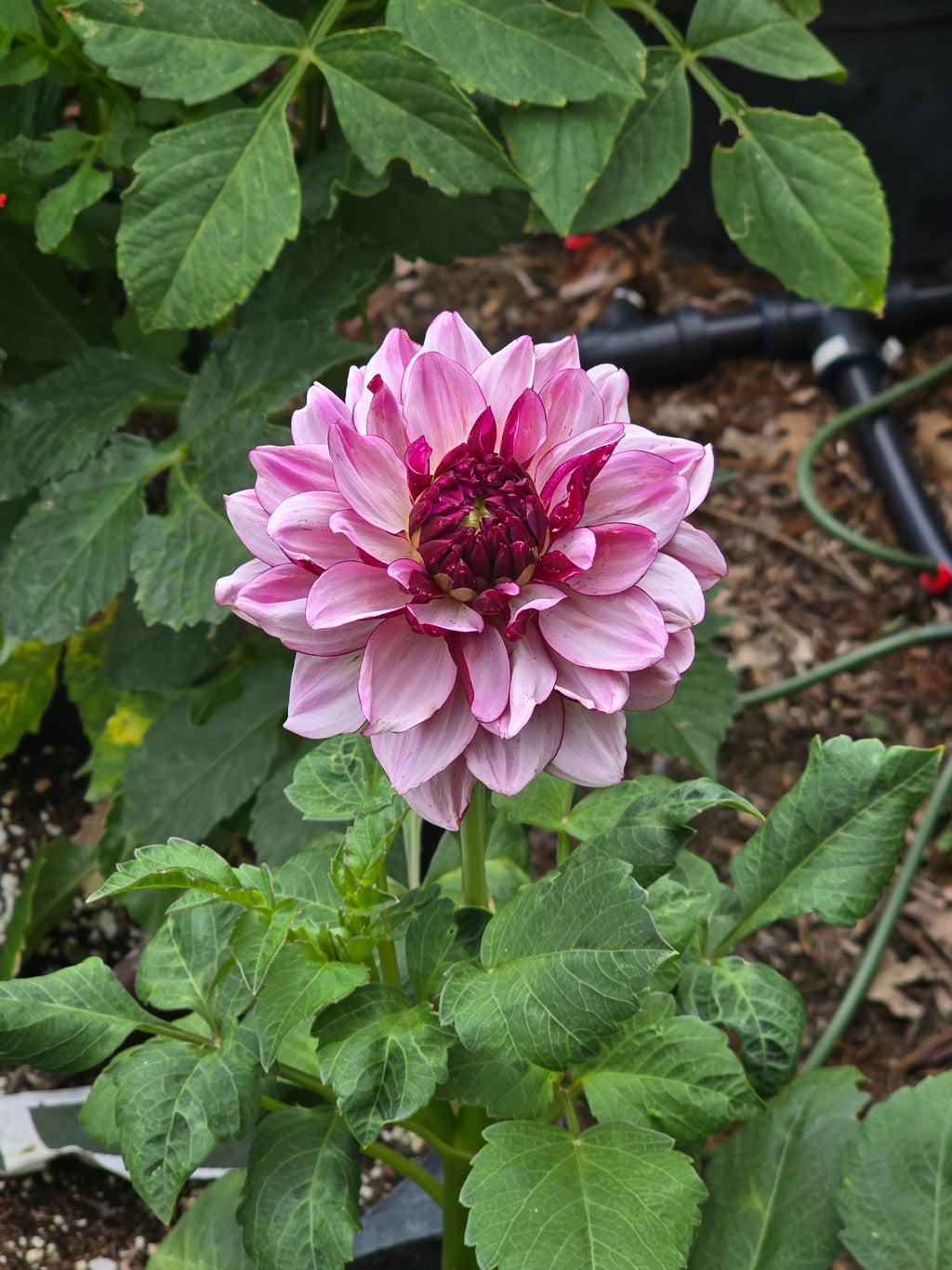 Creme De Cassis - Tuber
