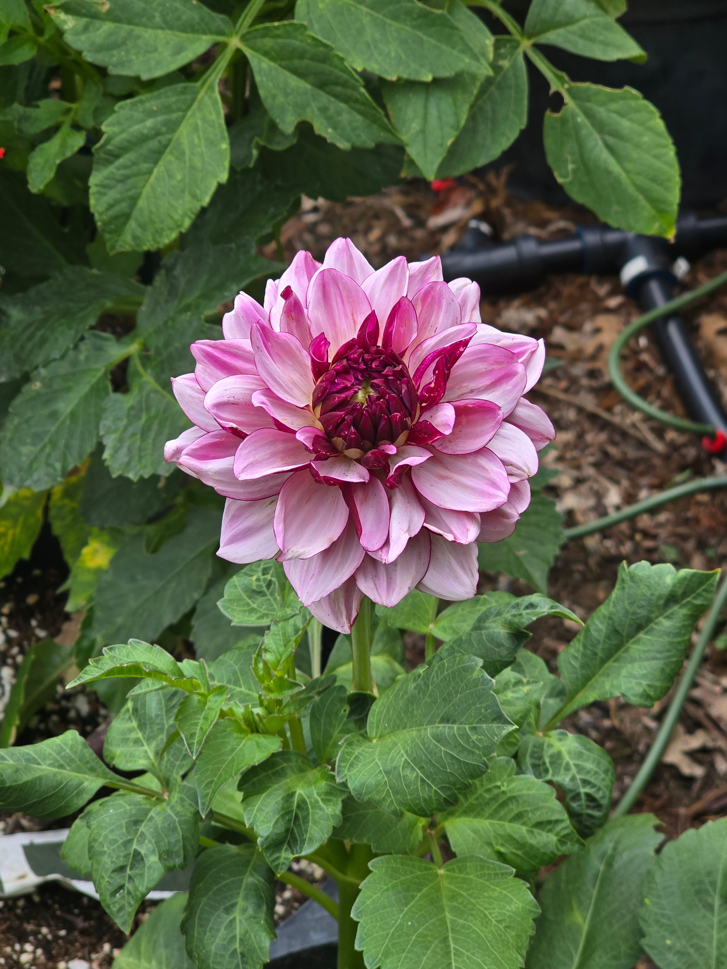 Creme De Cassis - Tuber