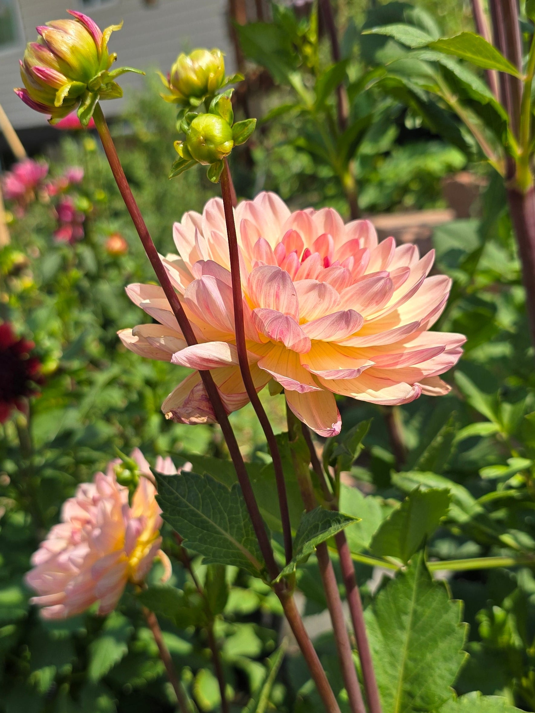 Sandia Bliss - Tuber