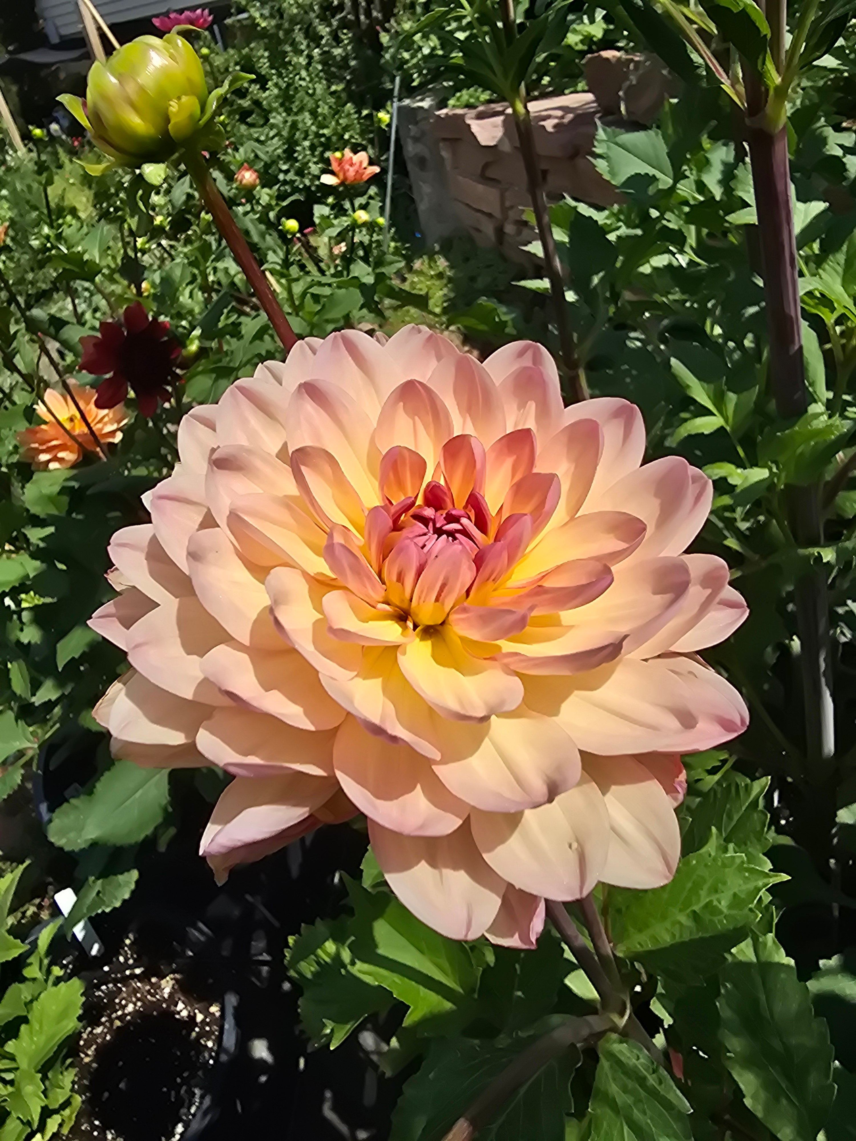 Sandia Bliss - Tuber