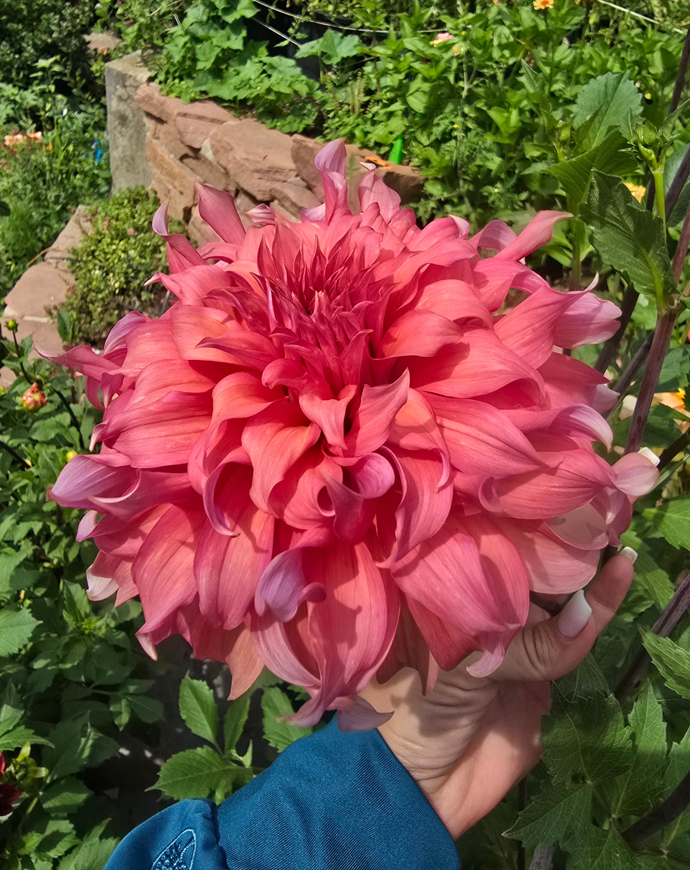 Tahoma tailspin - Tuber