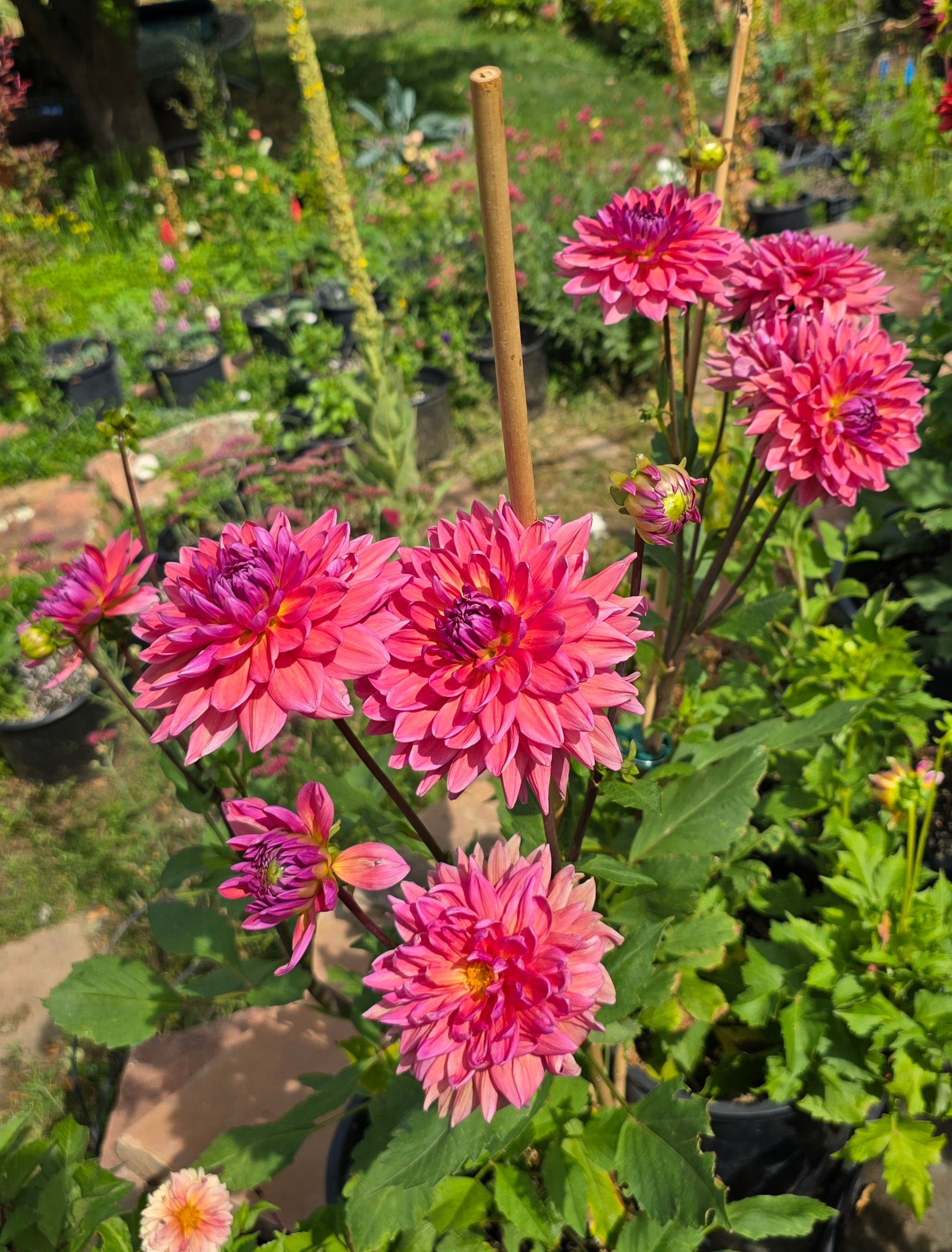 Dutch Pearl - Tuber