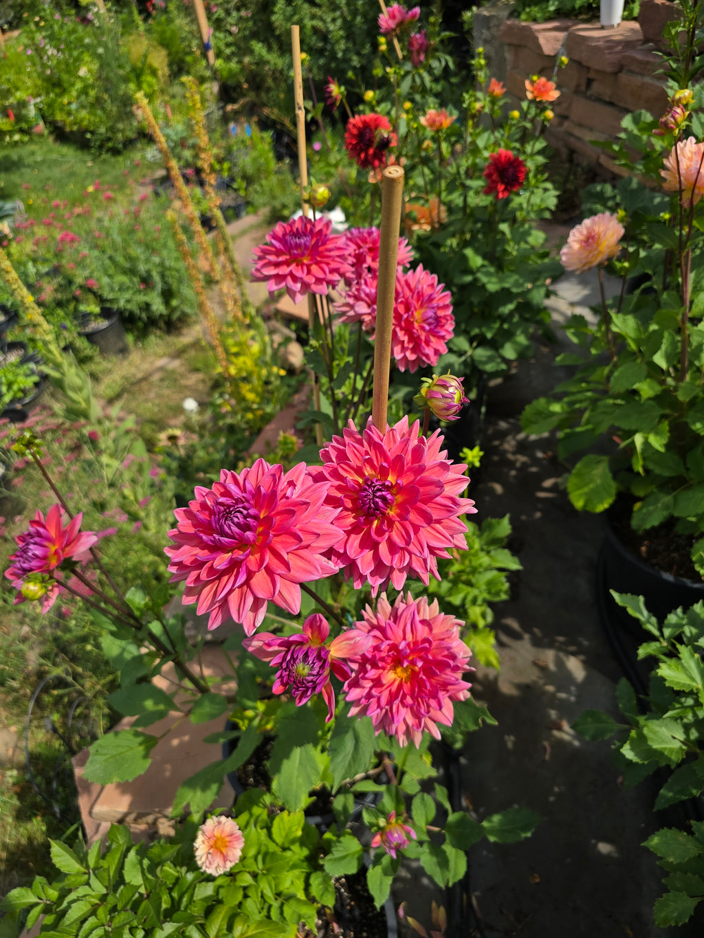 Dutch Pearl - Tuber