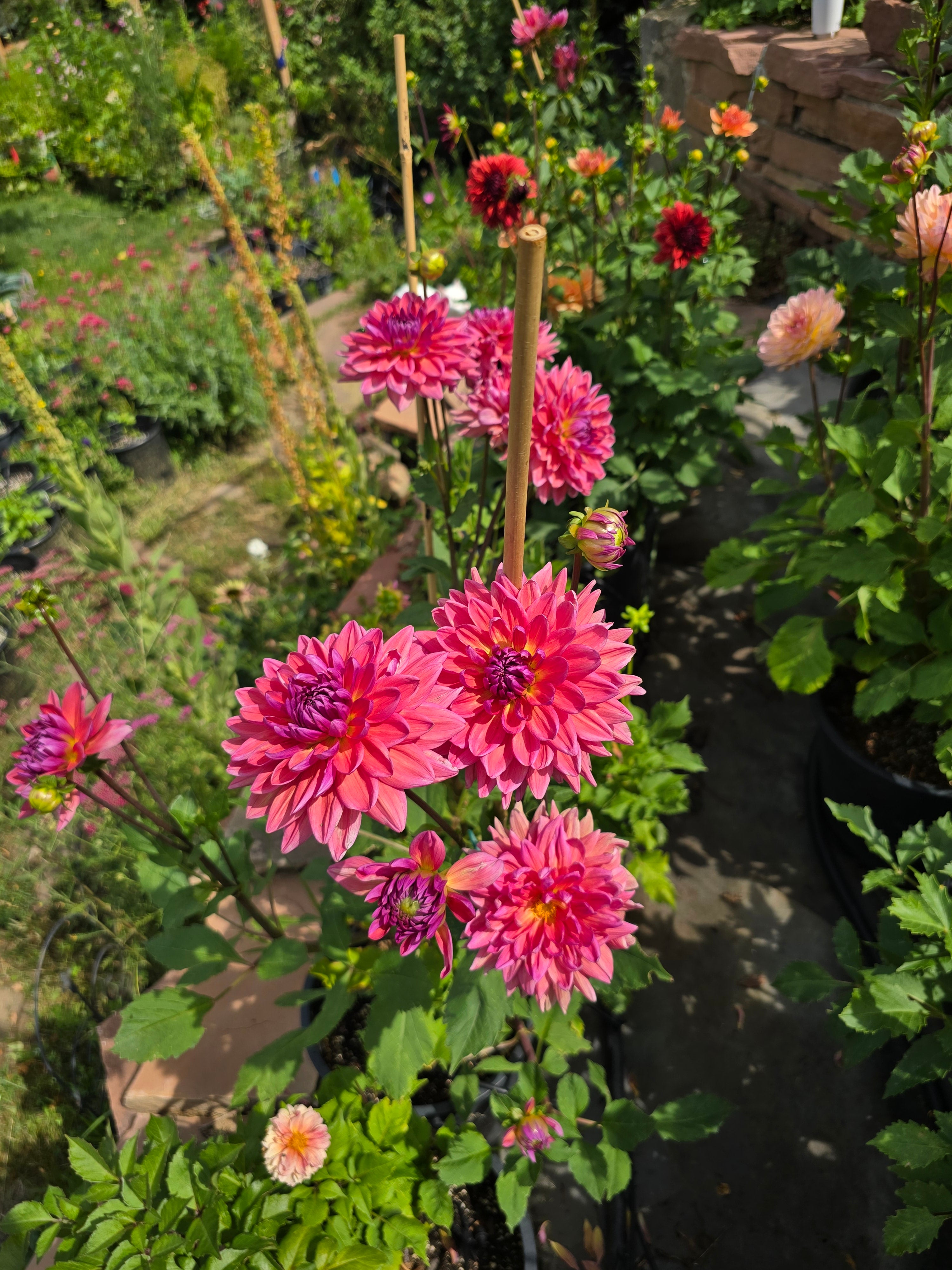Dutch Pearl - Tuber