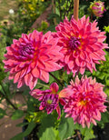 Dutch Pearl - Tuber