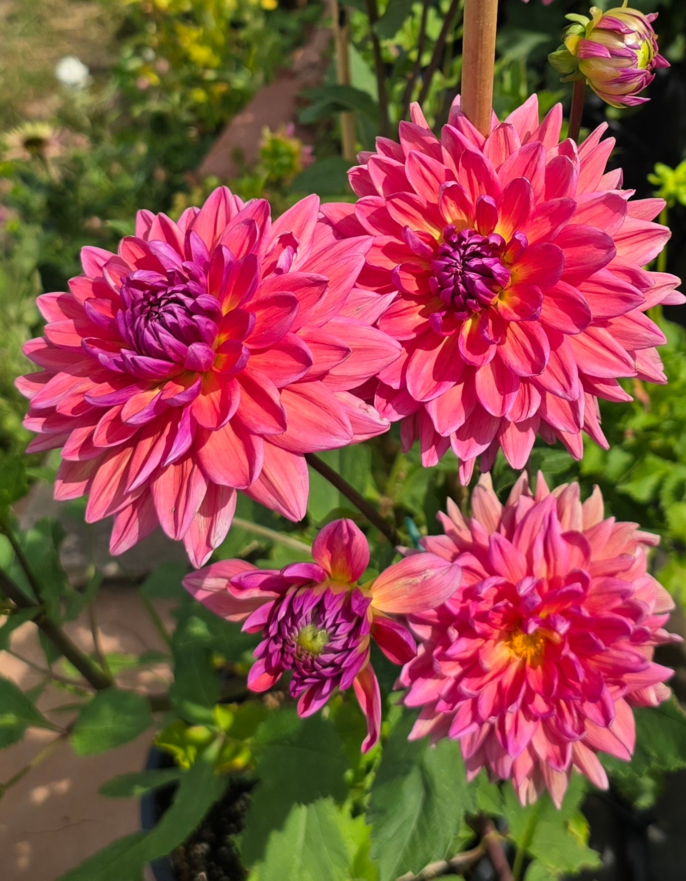 Dutch Pearl - Tuber