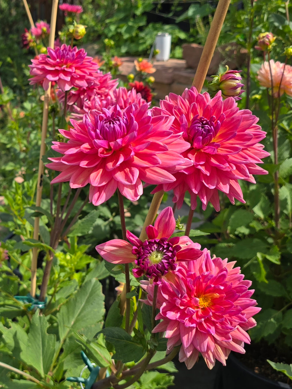 Dutch Pearl - Tuber