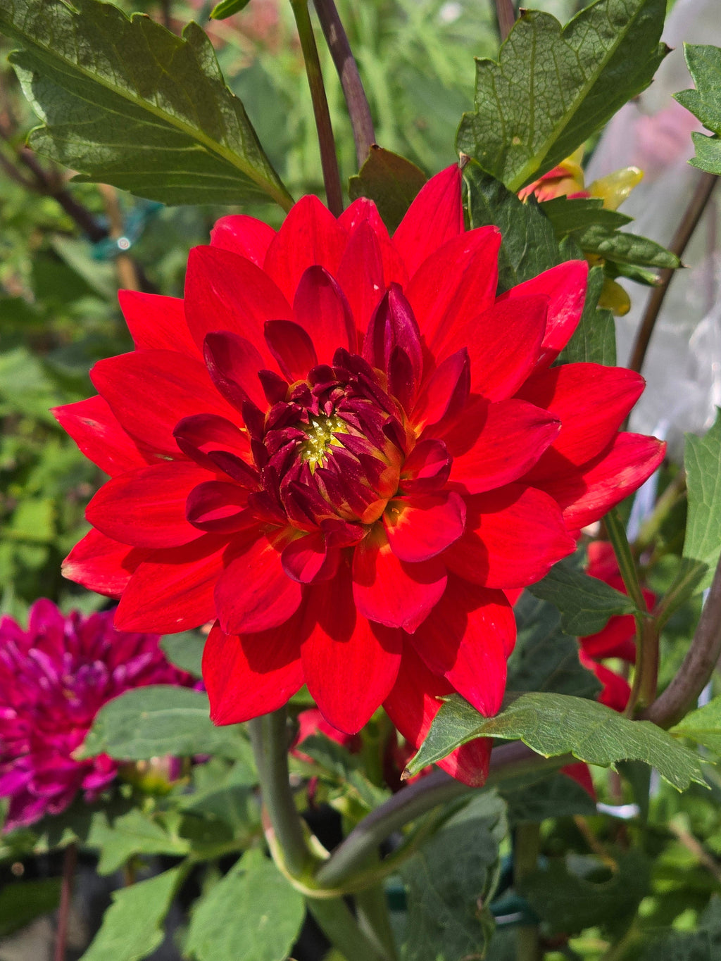 Taratahi Ruby - Tuber