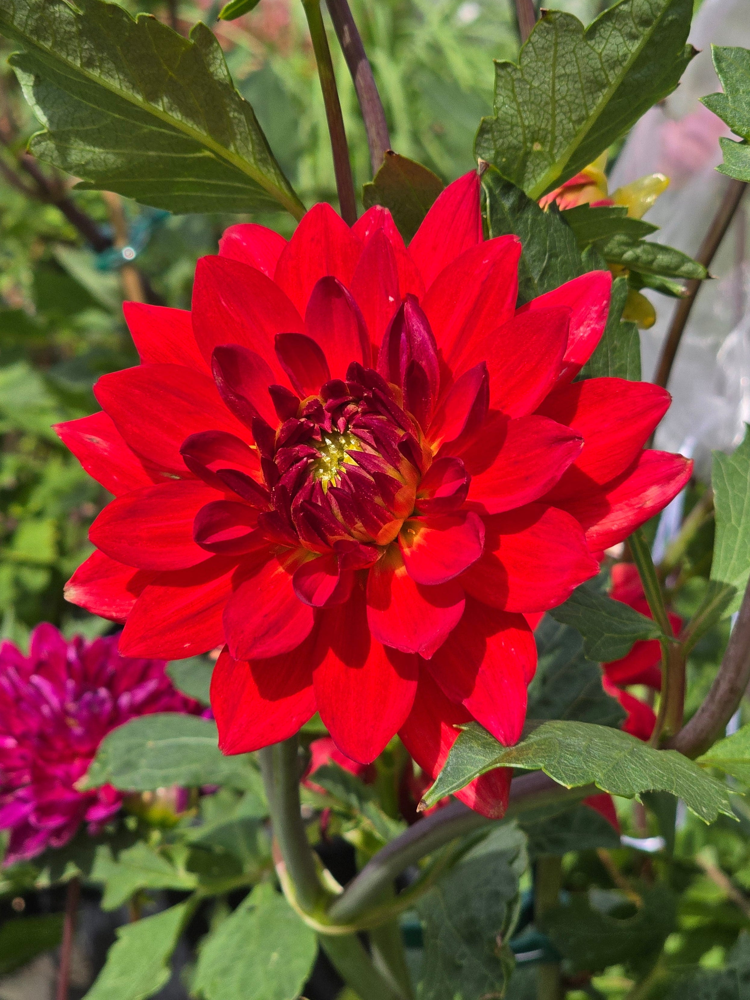 Taratahi Ruby - Tuber