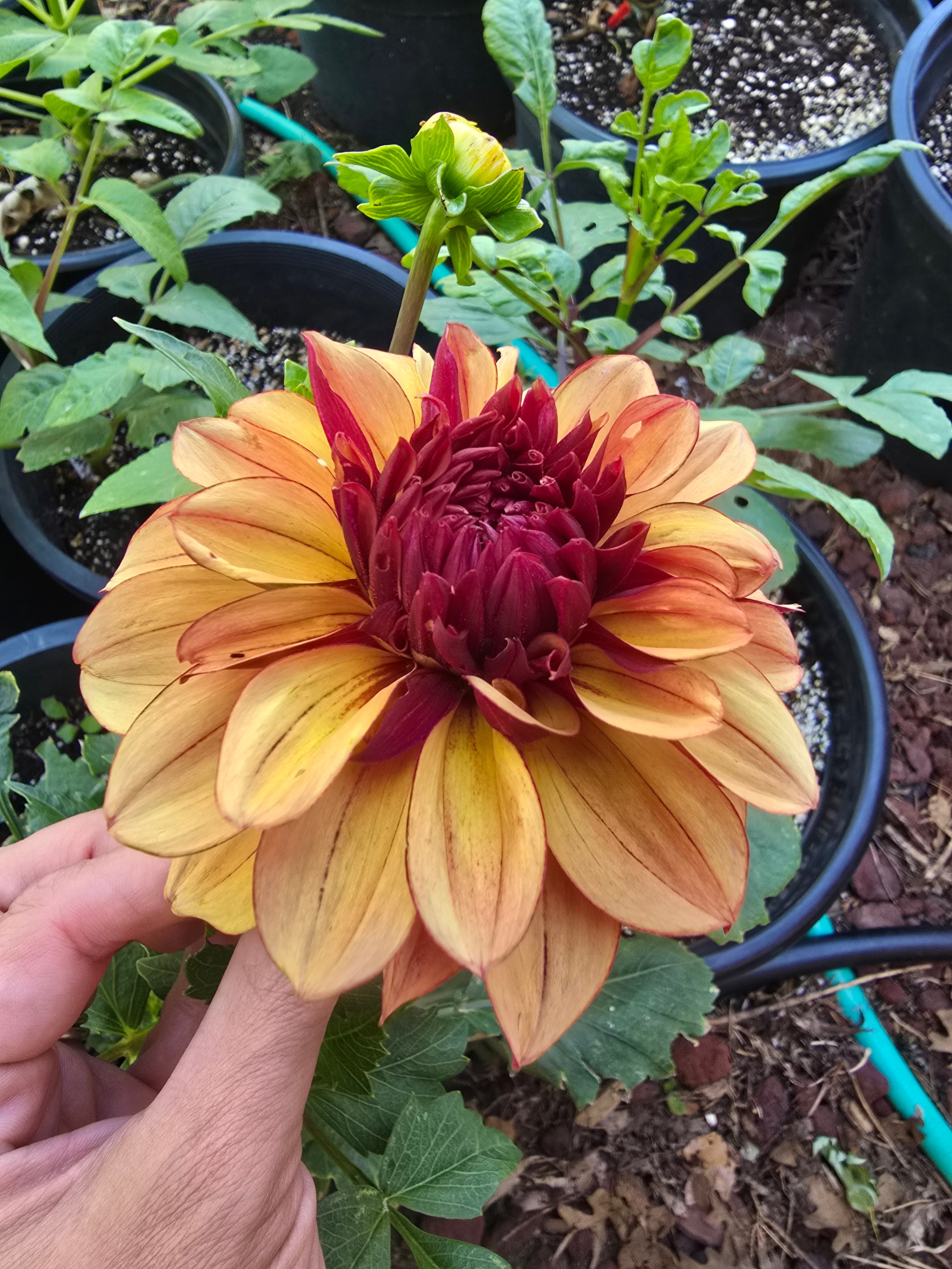 Creme de Cognac - Tuber