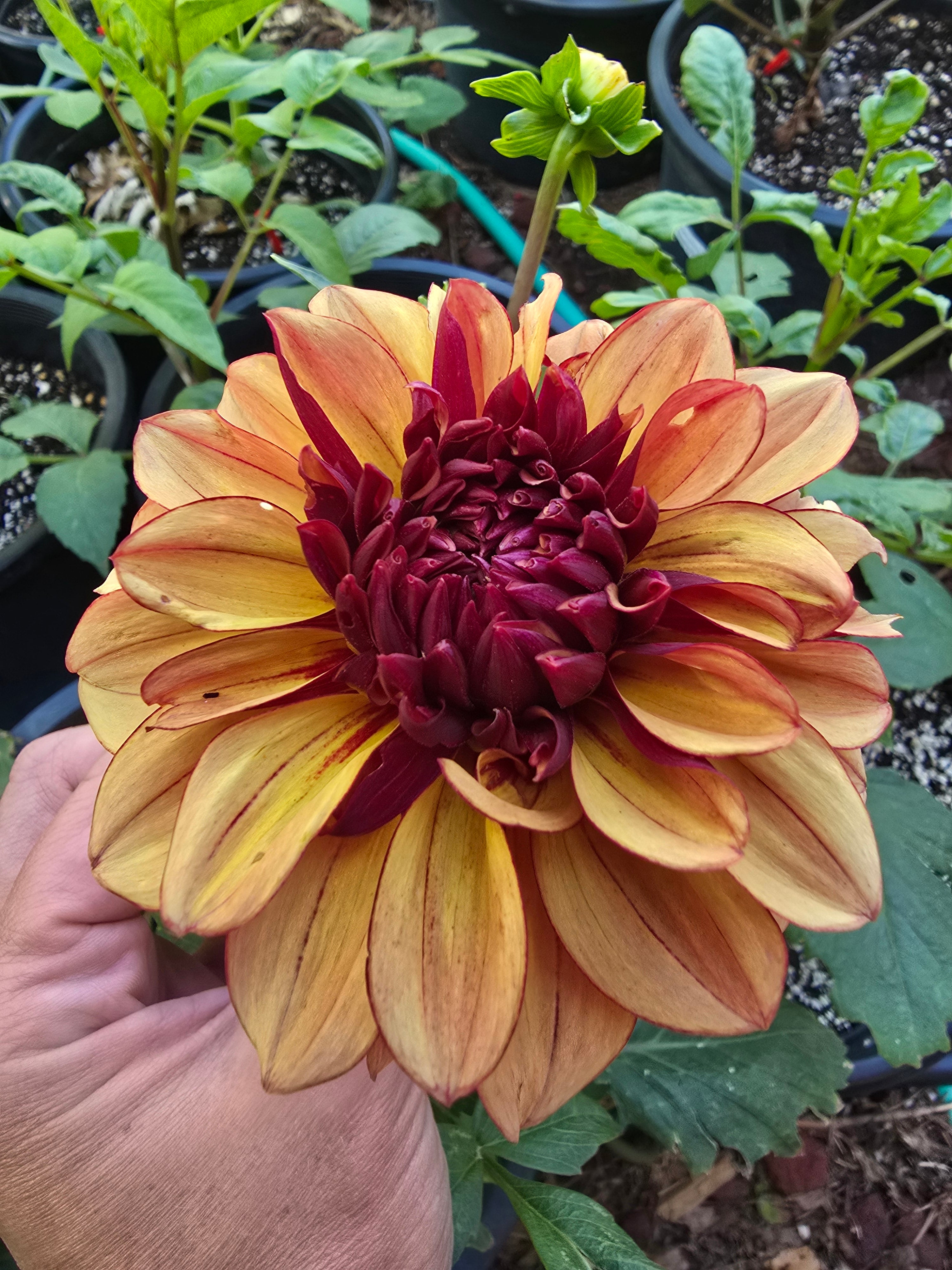 Creme de Cognac - Tuber