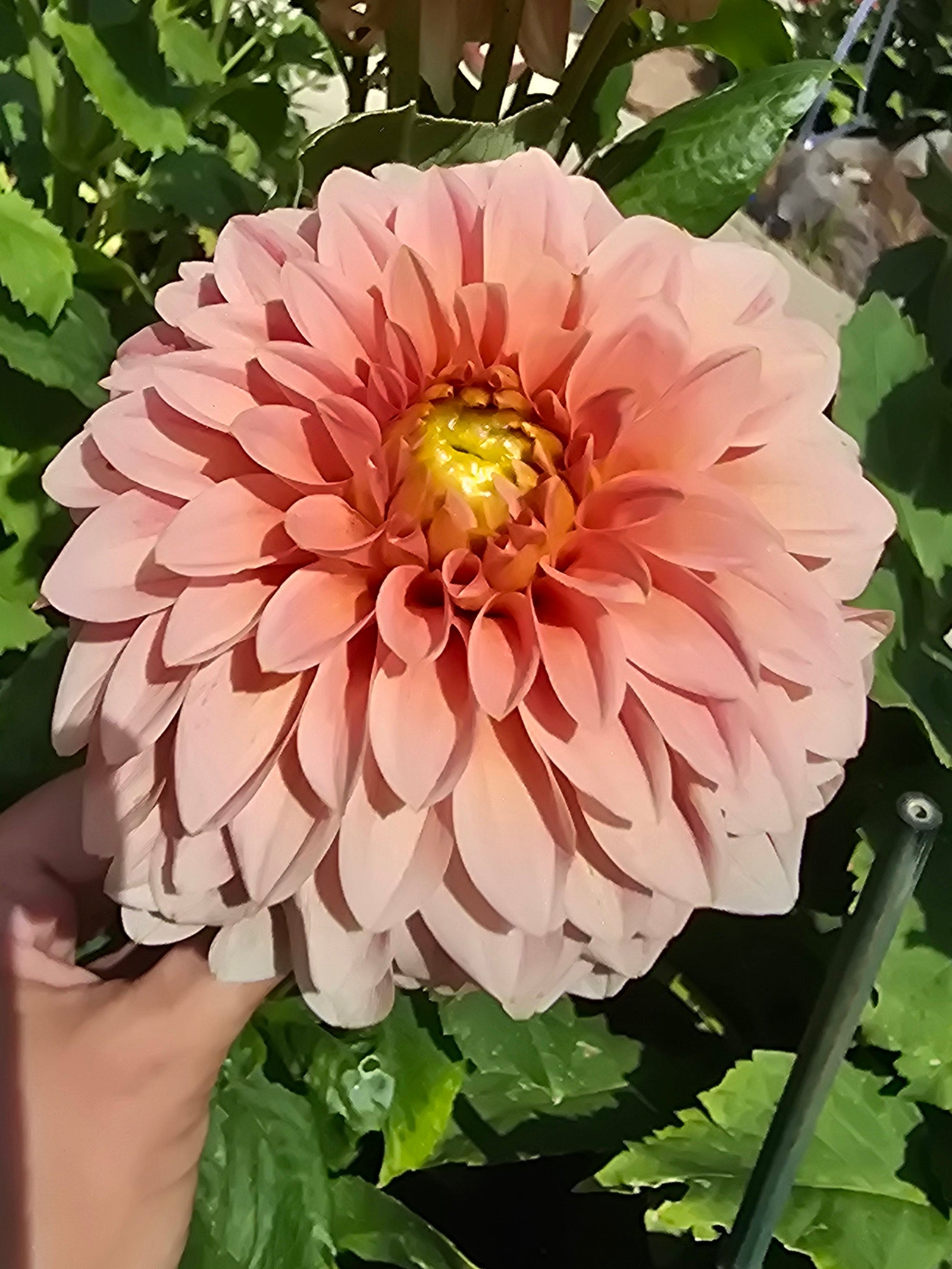 Guava - Tuber