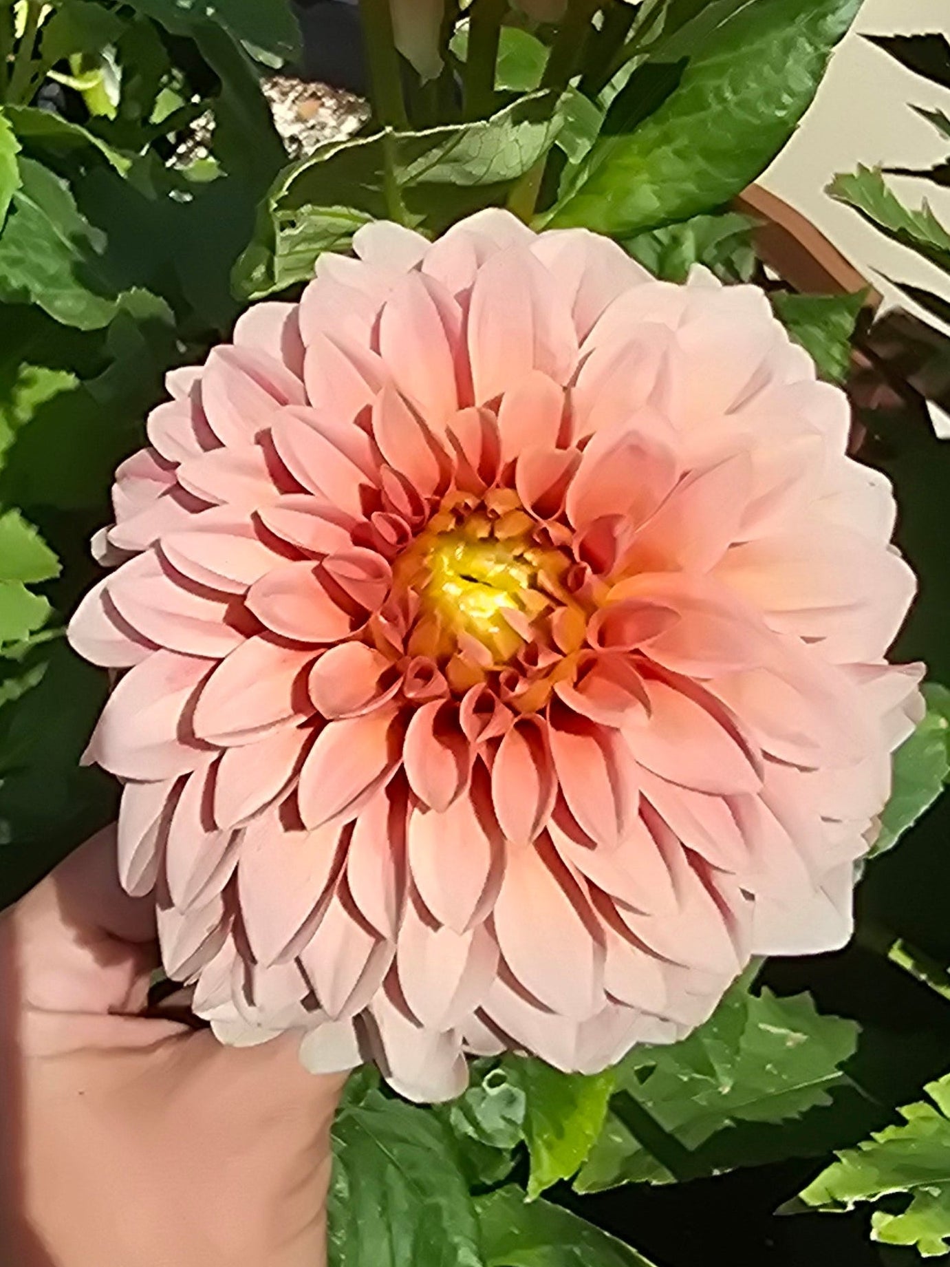 Guava - Tuber